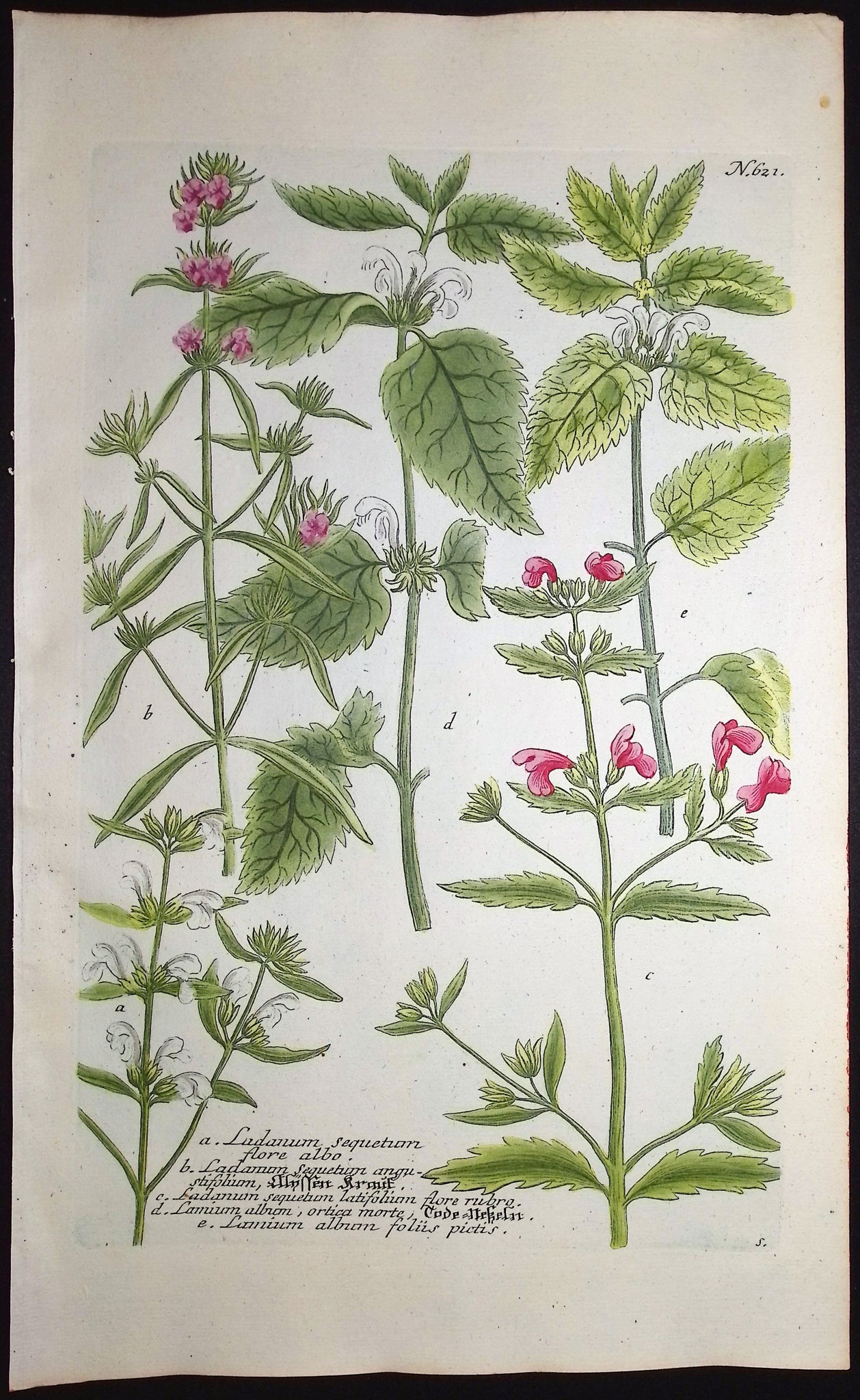 Ladanum, Lamium