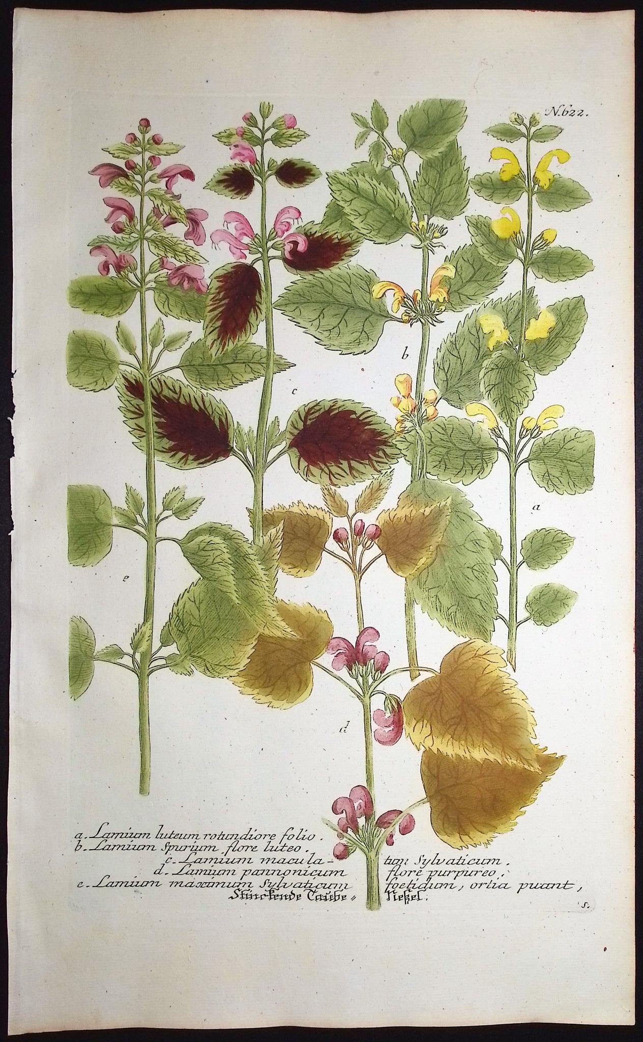 Lamium