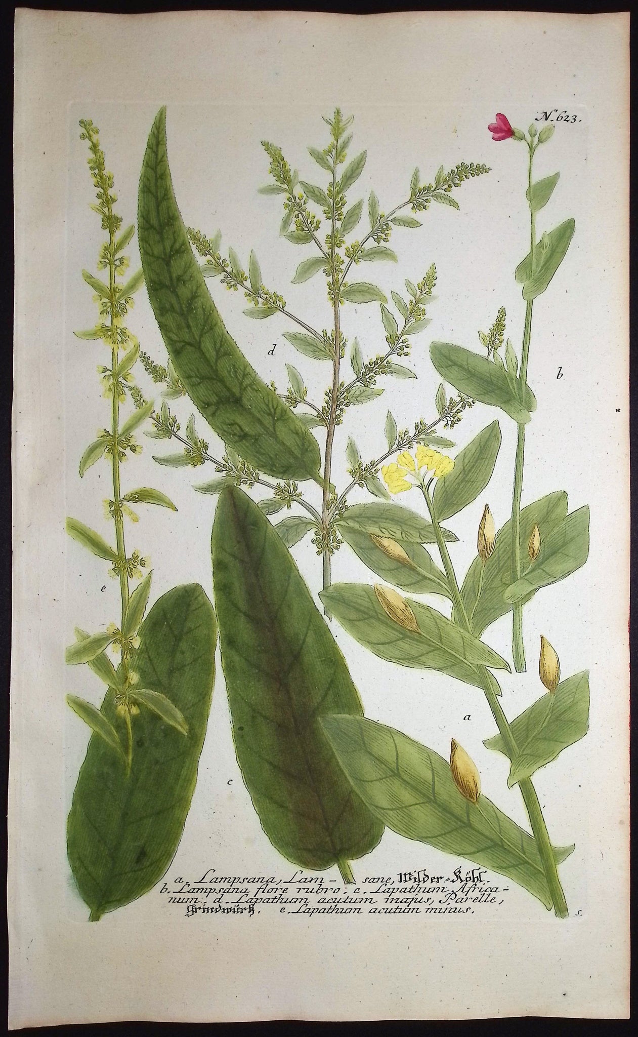 Lampsana, Lapathum
