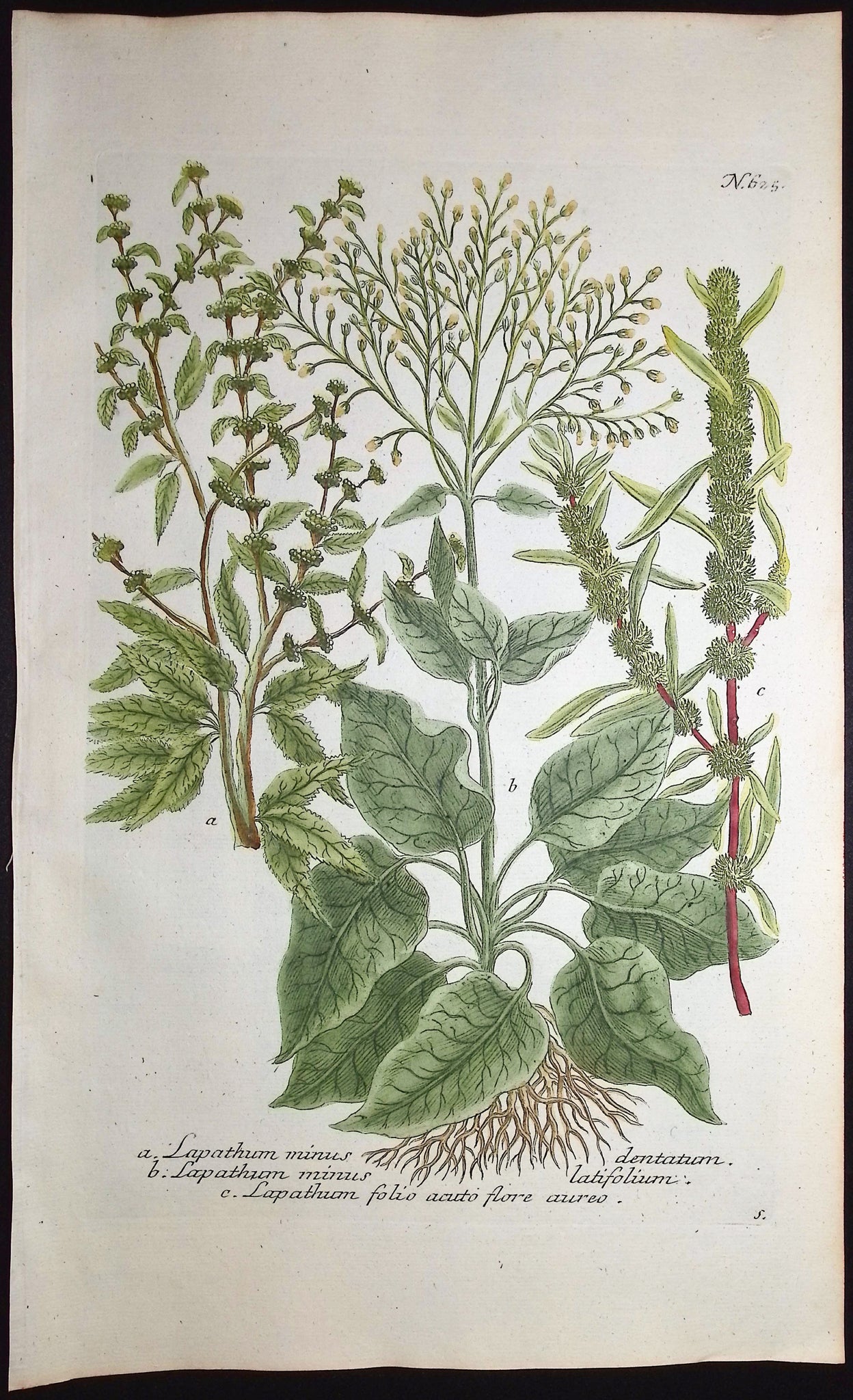 Lapatham