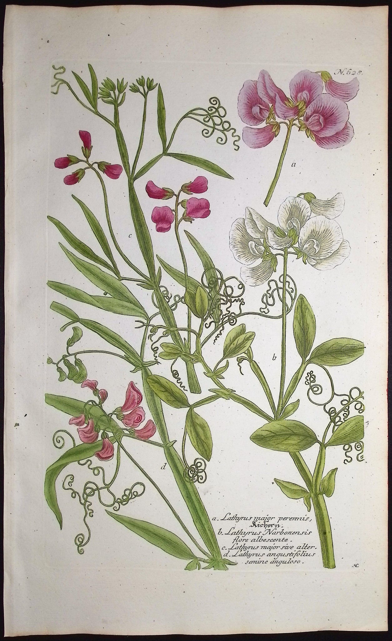 Perennial Pea