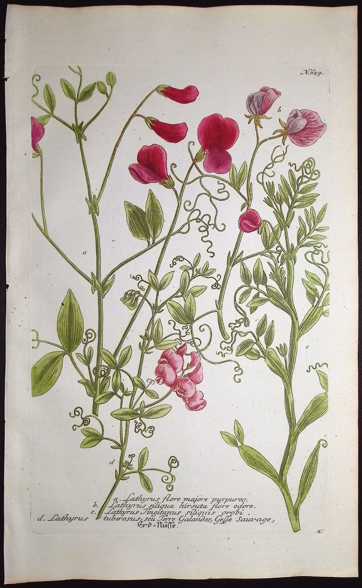 Perennial Pea