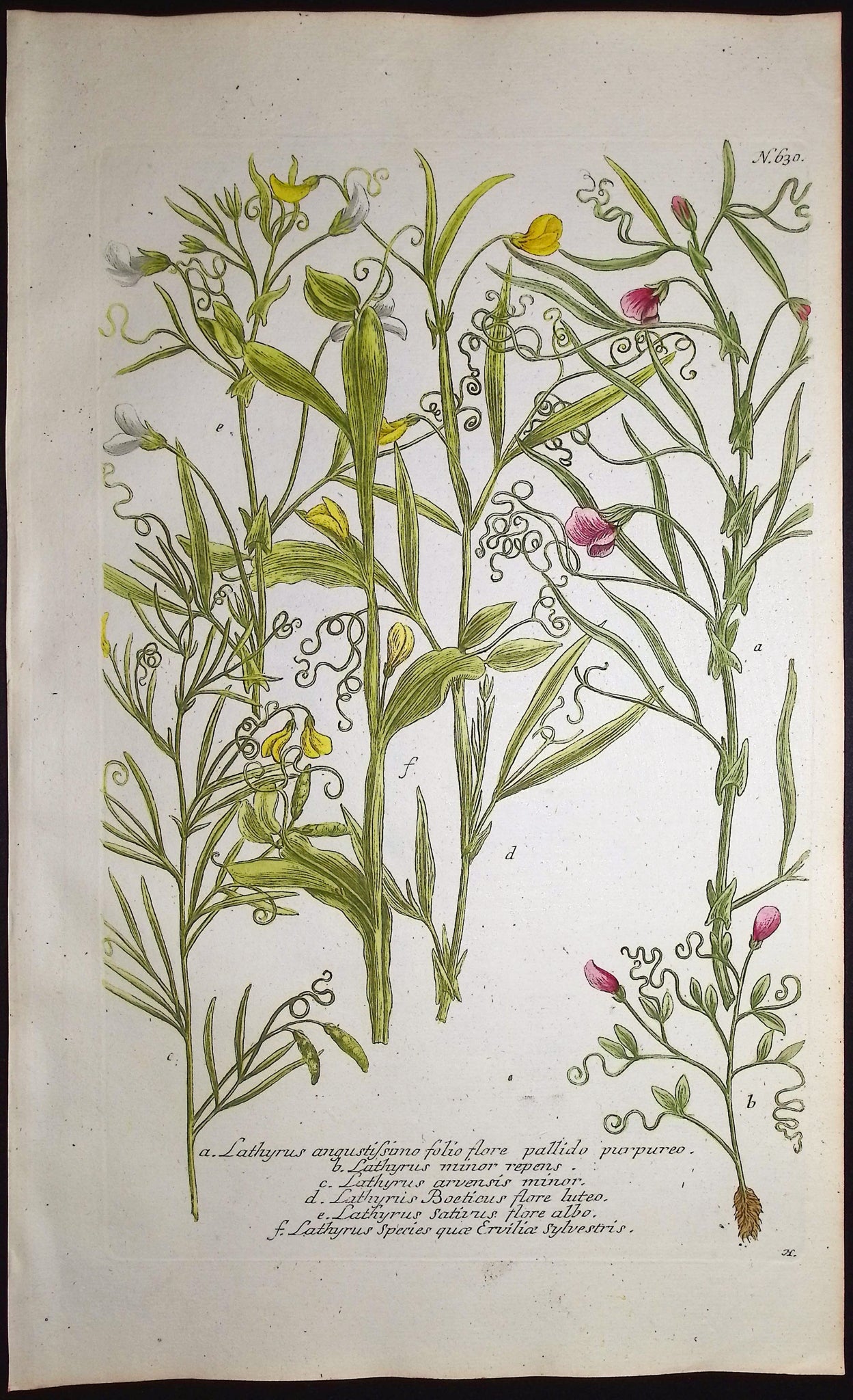 Perennial Pea