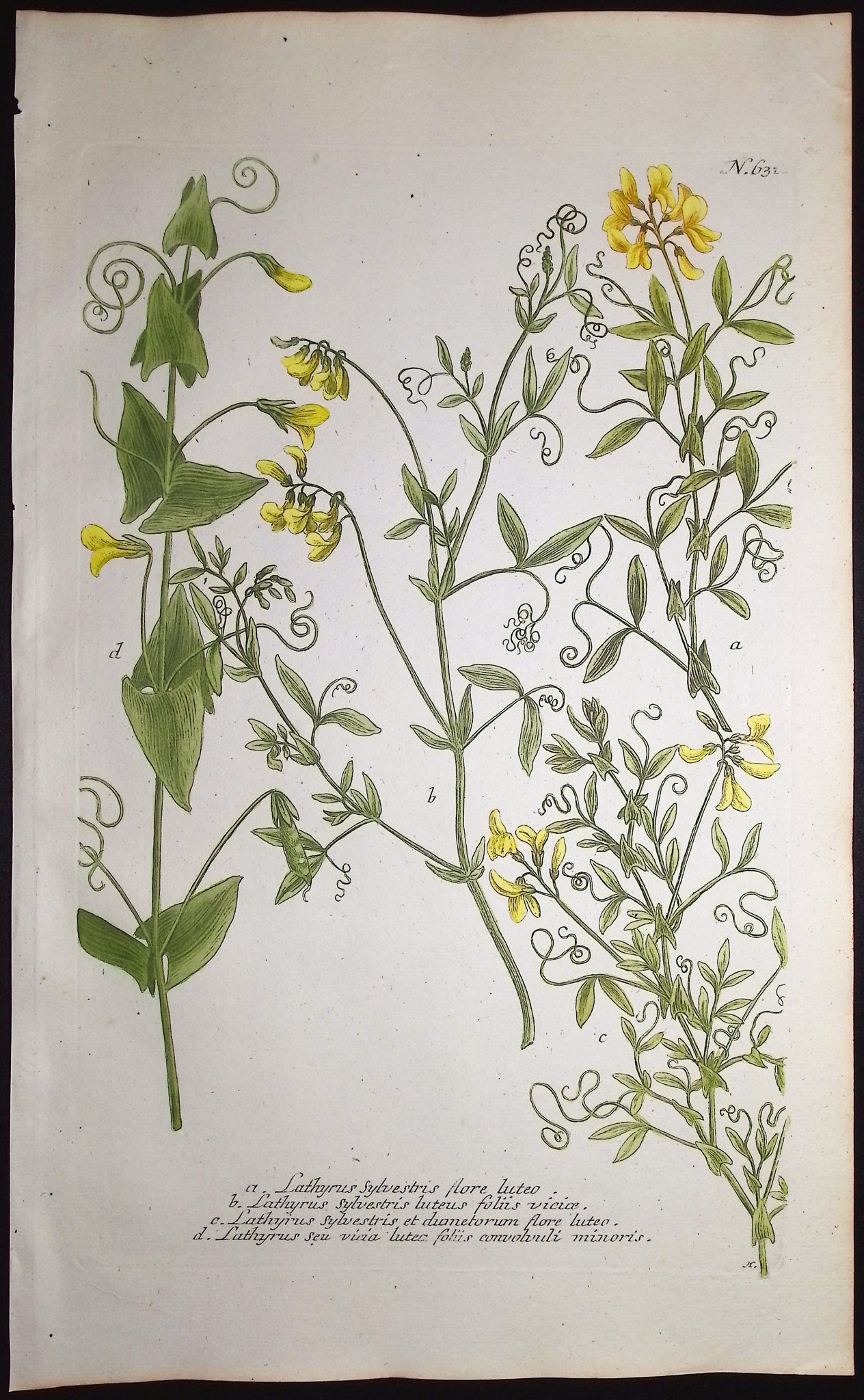 Perennial Pea