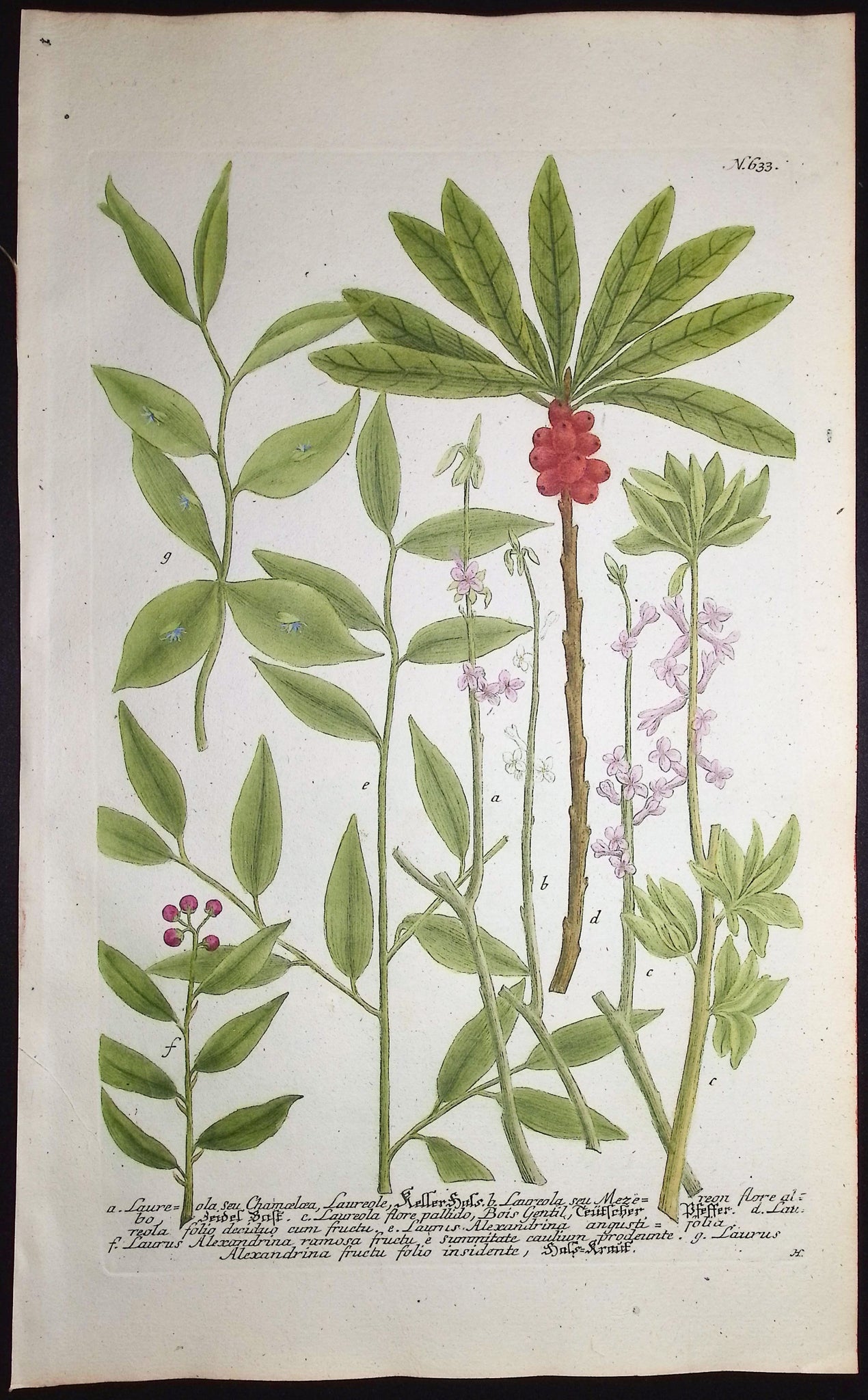 Laureola, Laurus