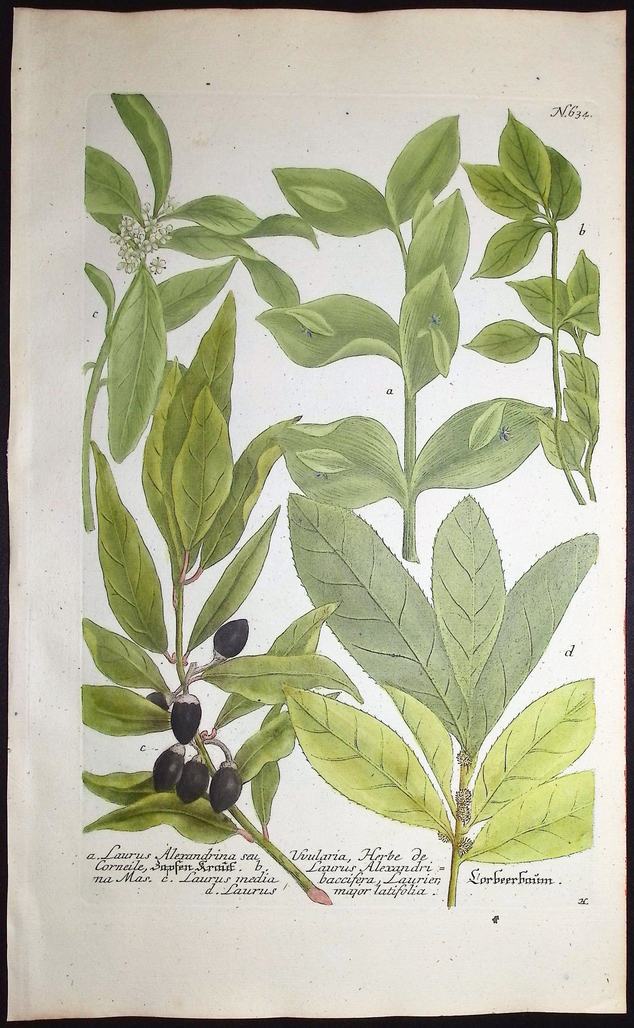 Laurus