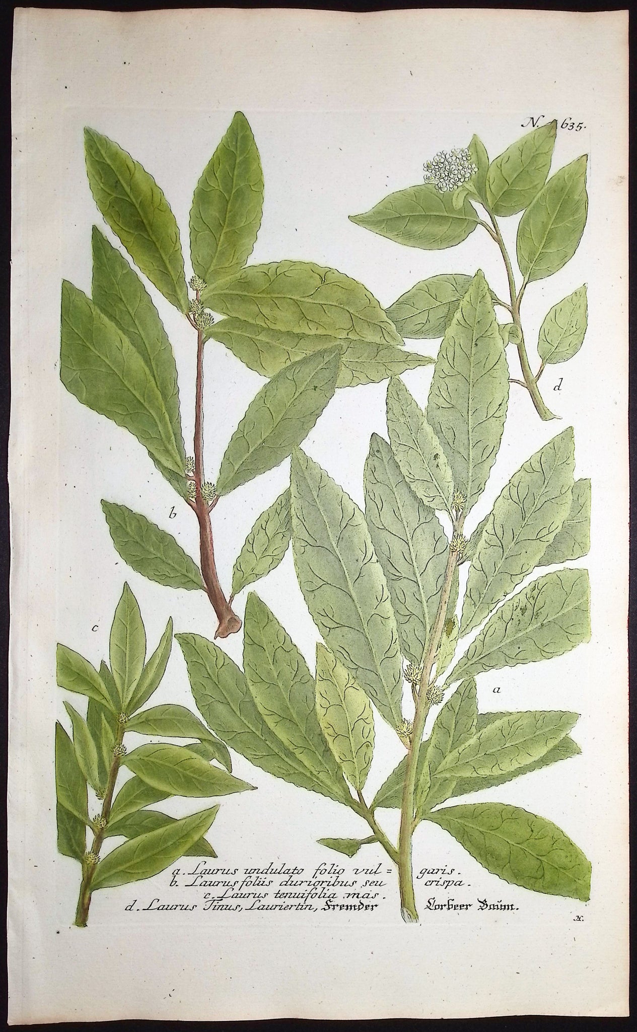 Laurus