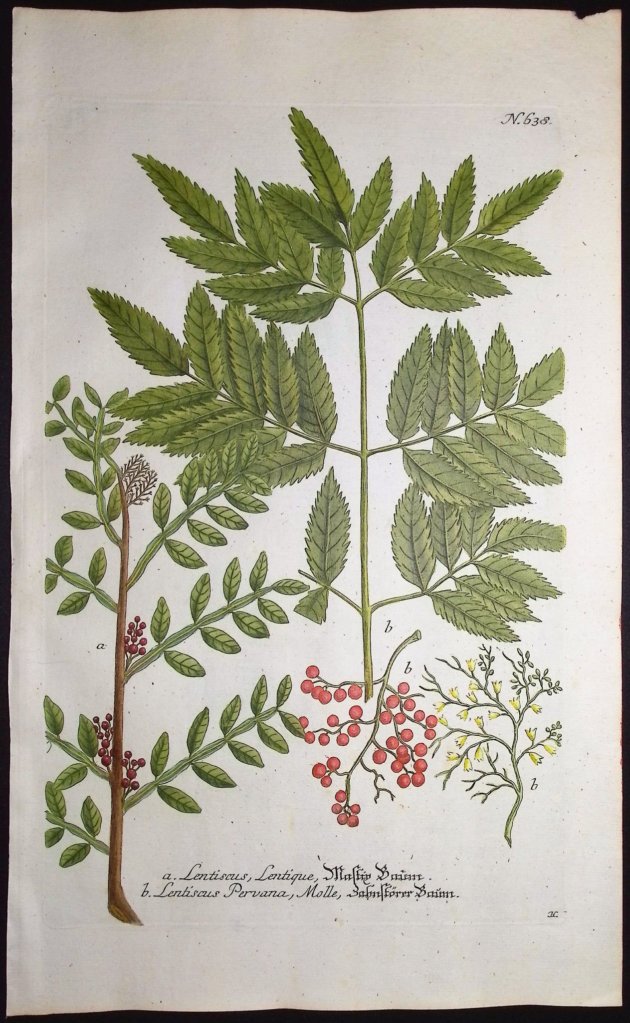 Lentiscus