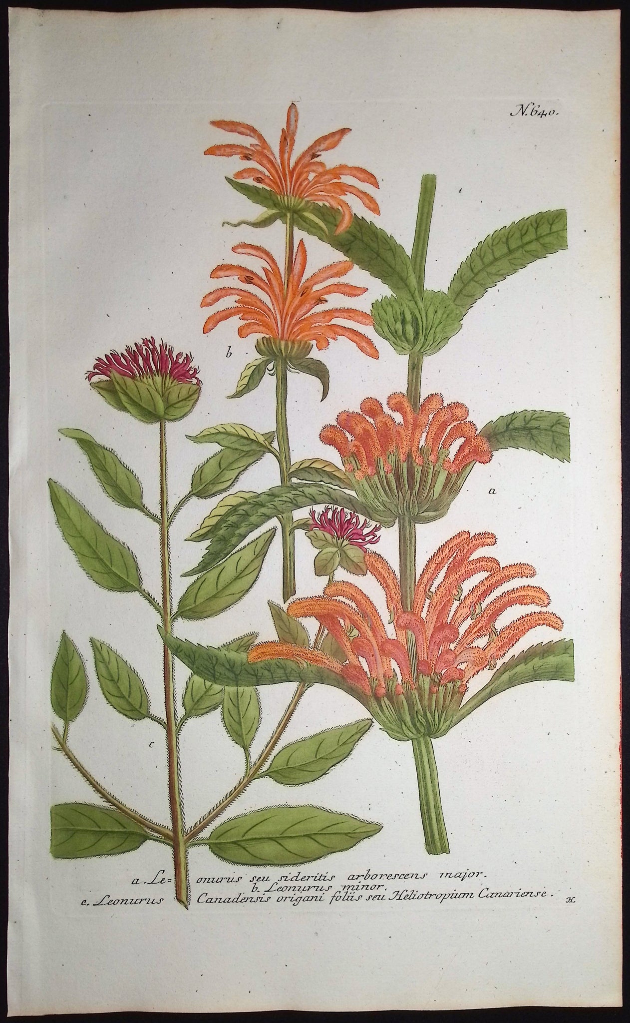 Leonurus