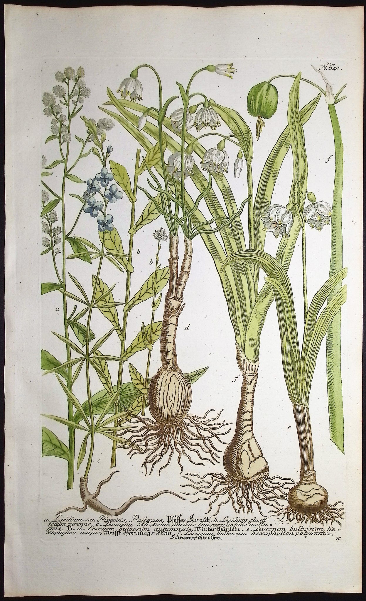 Lepidium