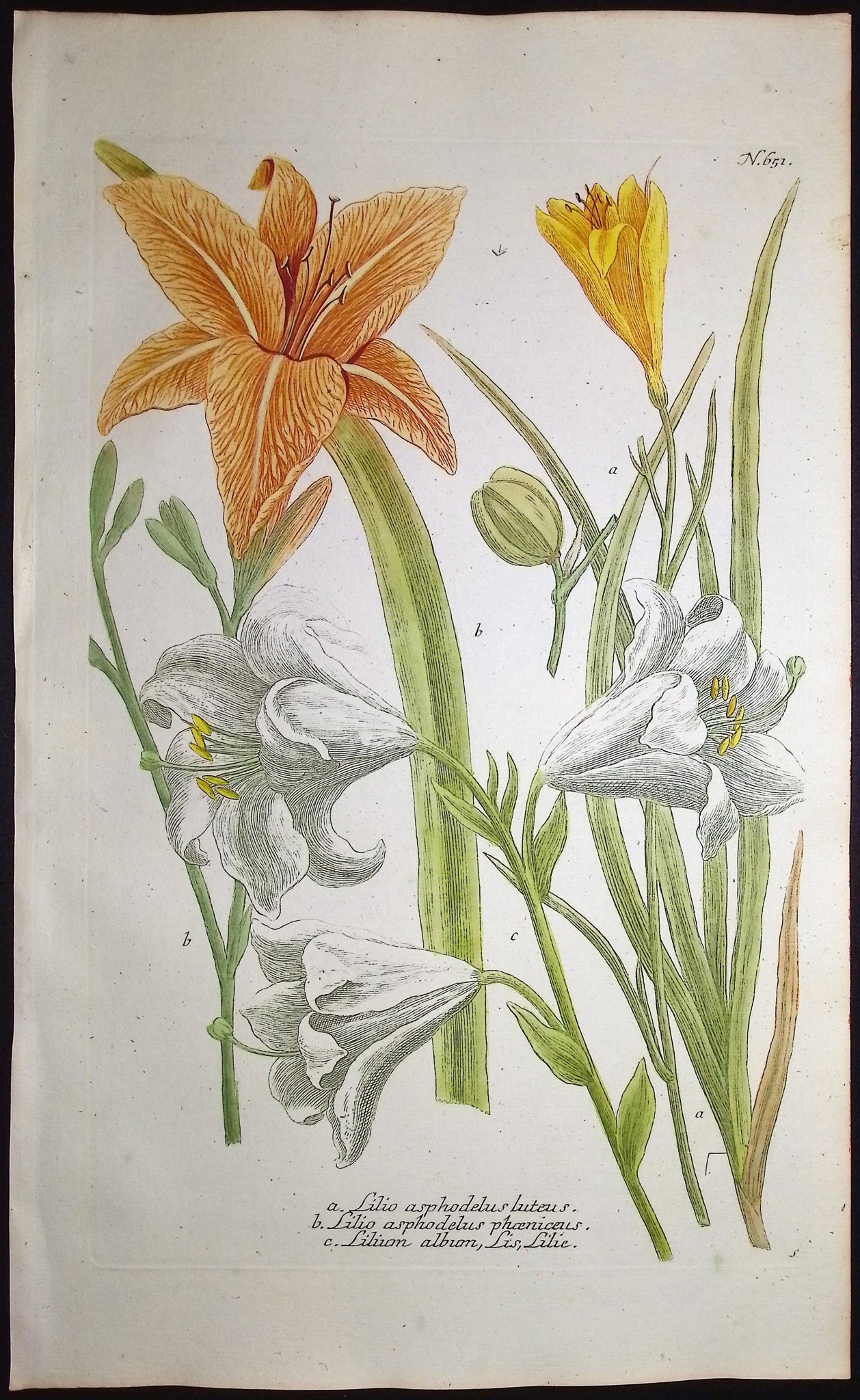 Lily