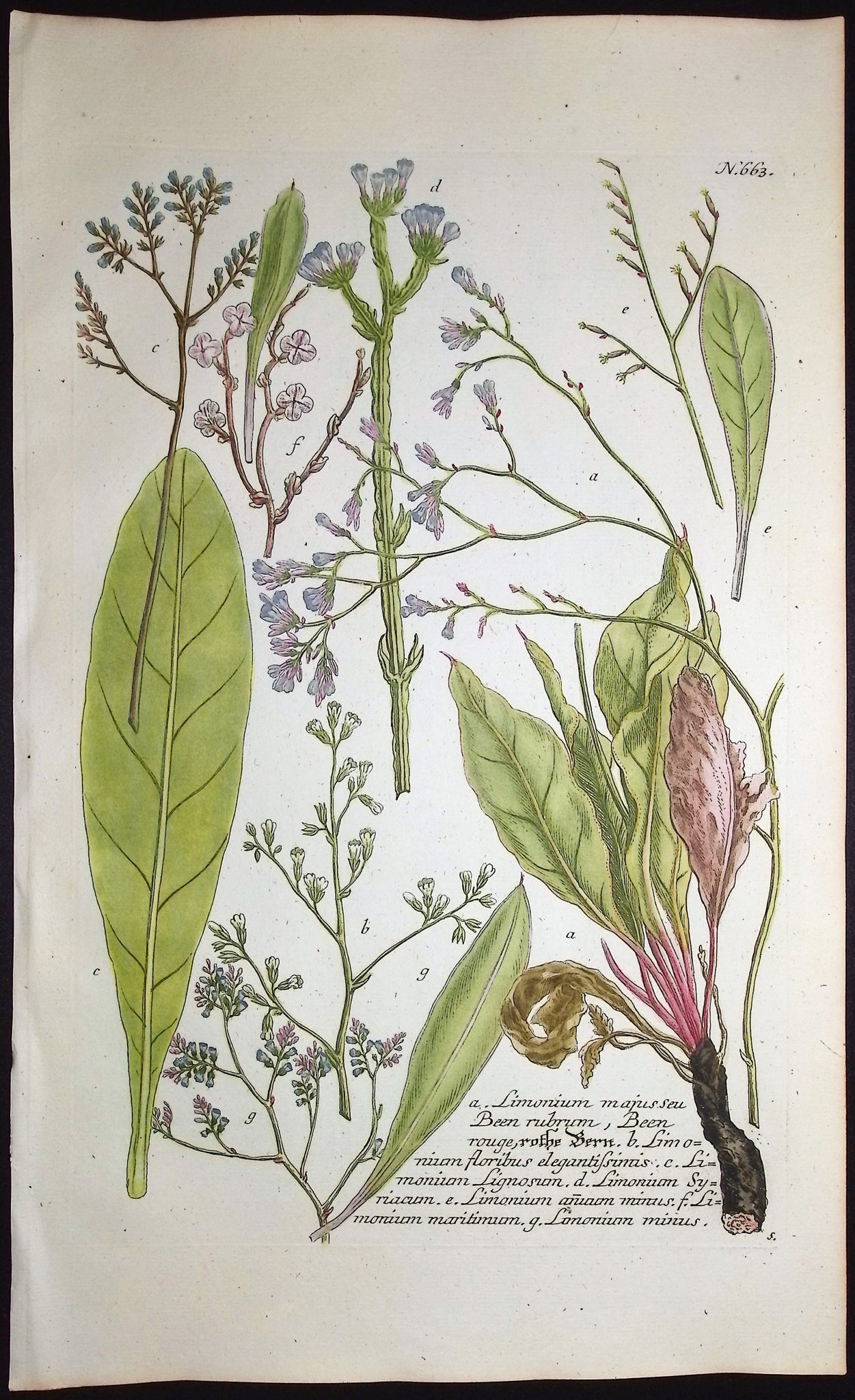 Limomium, Lignosum