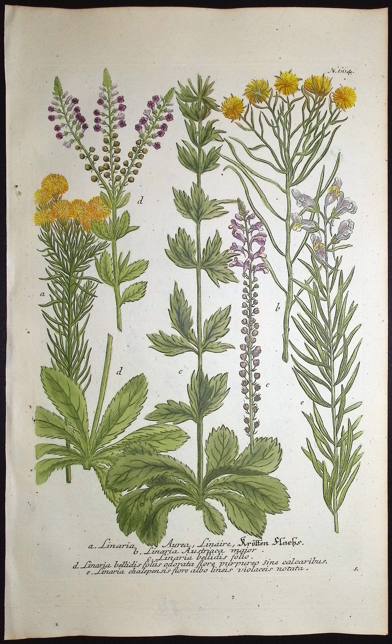 Linaria