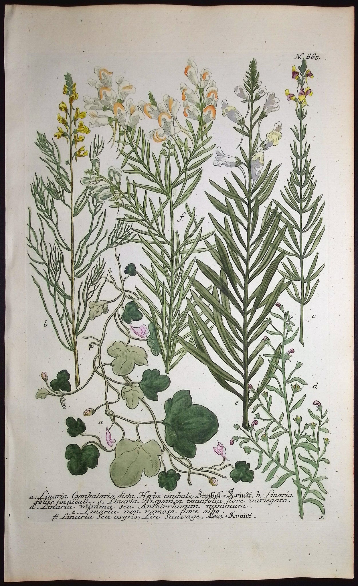 Linaria