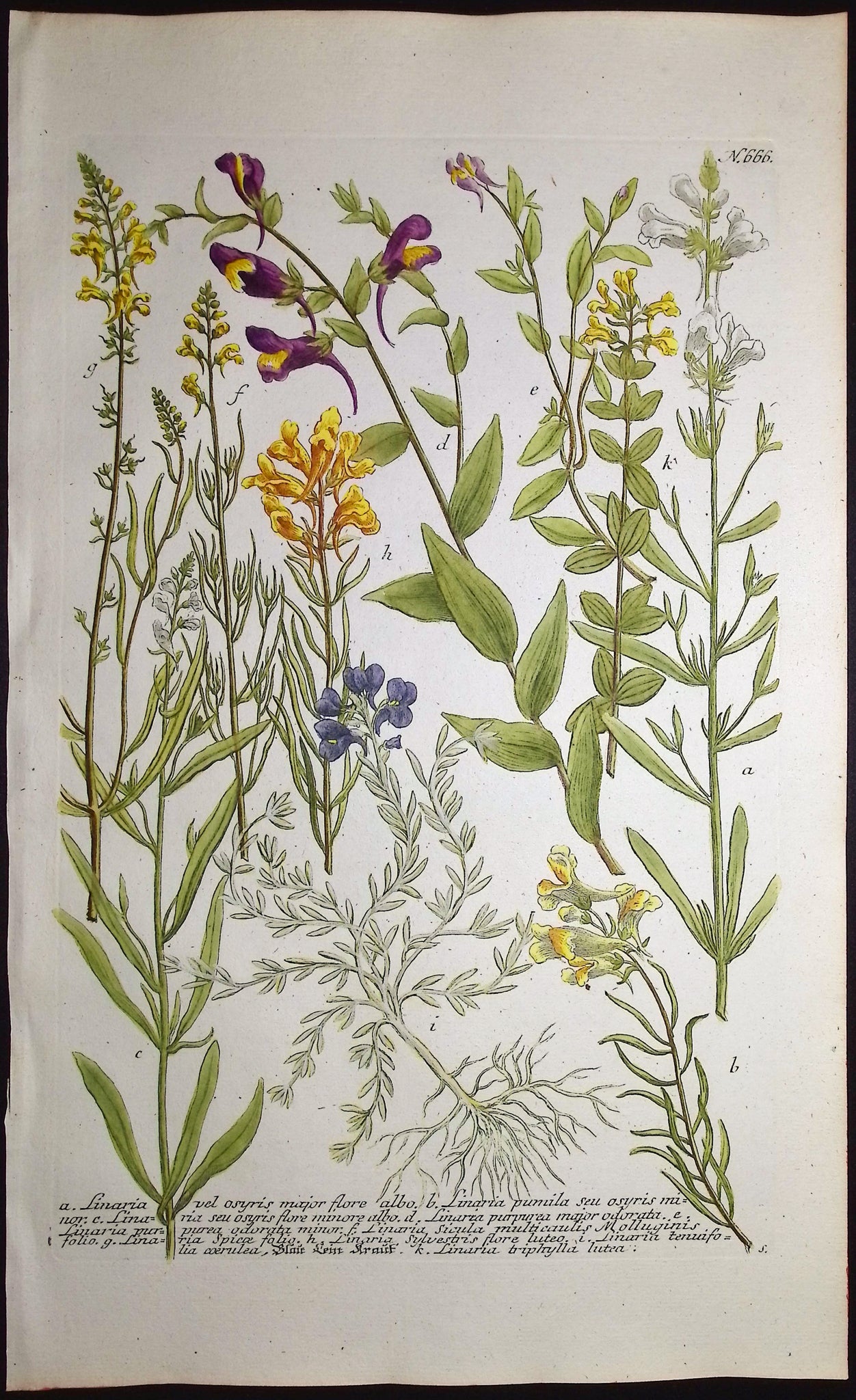 Linaria