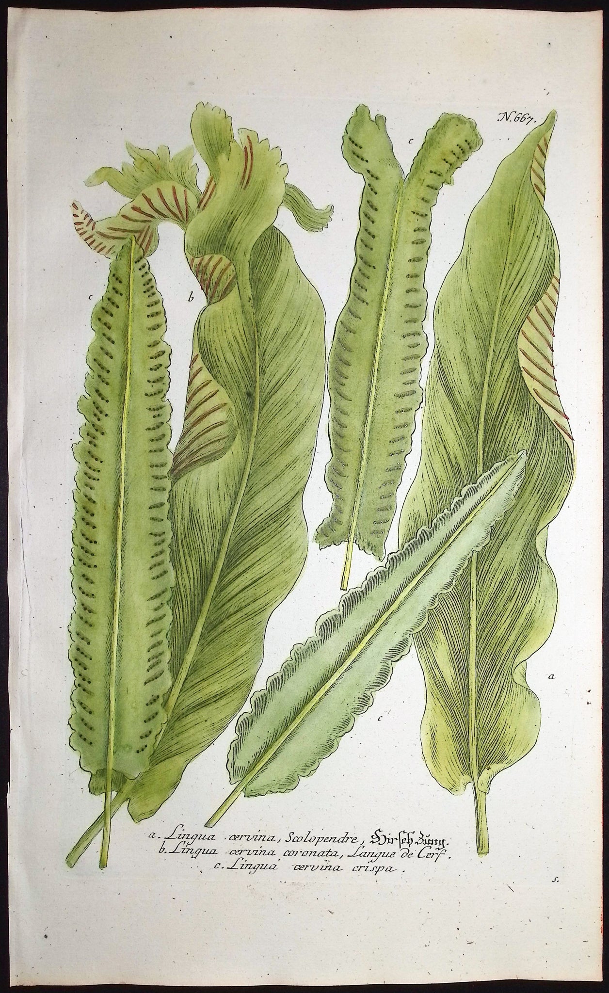 Lingua cervina