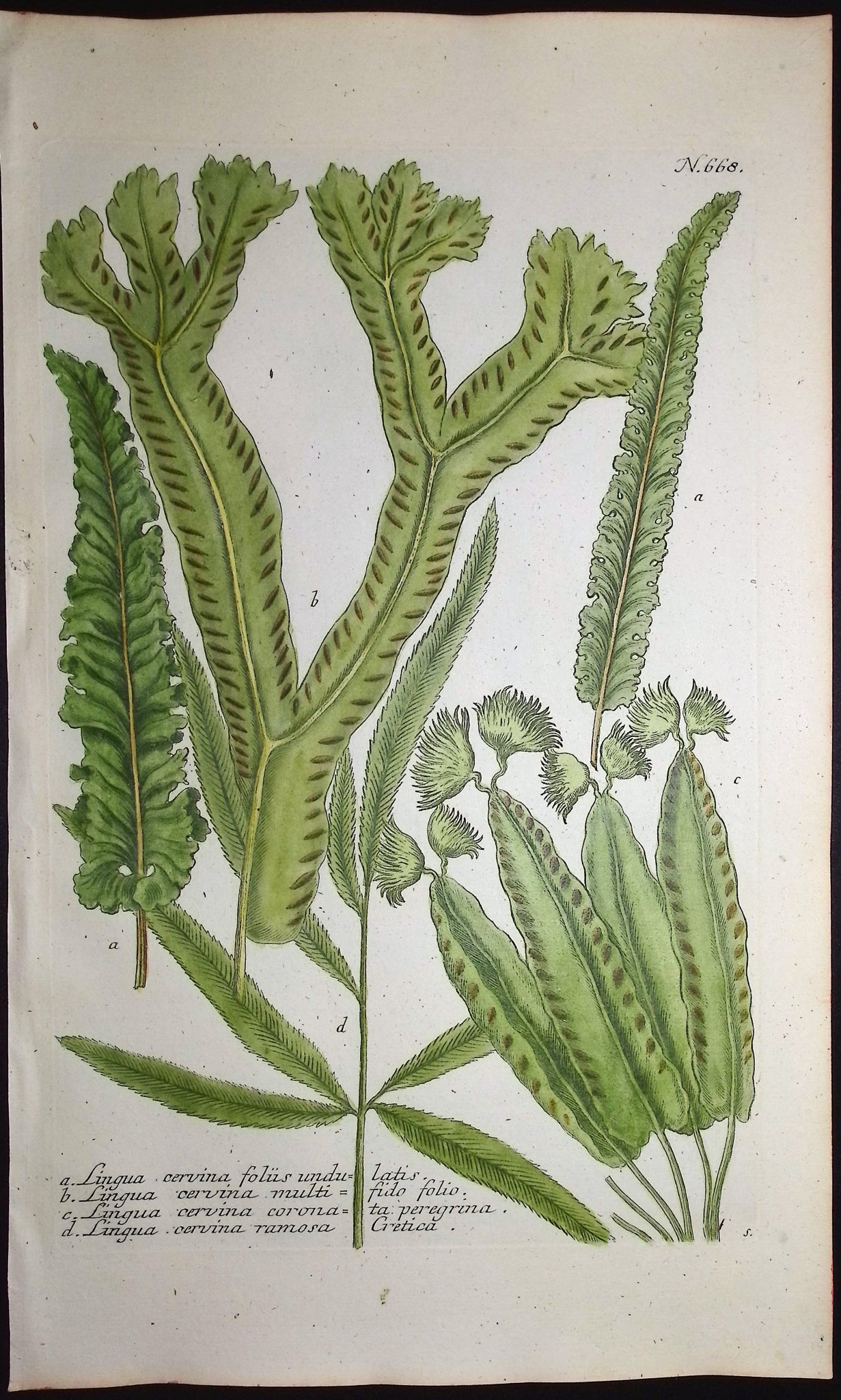 Lingua cervina