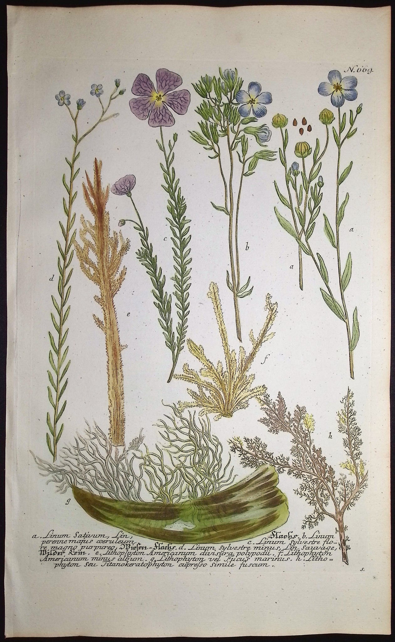 Linum, Lithophyton
