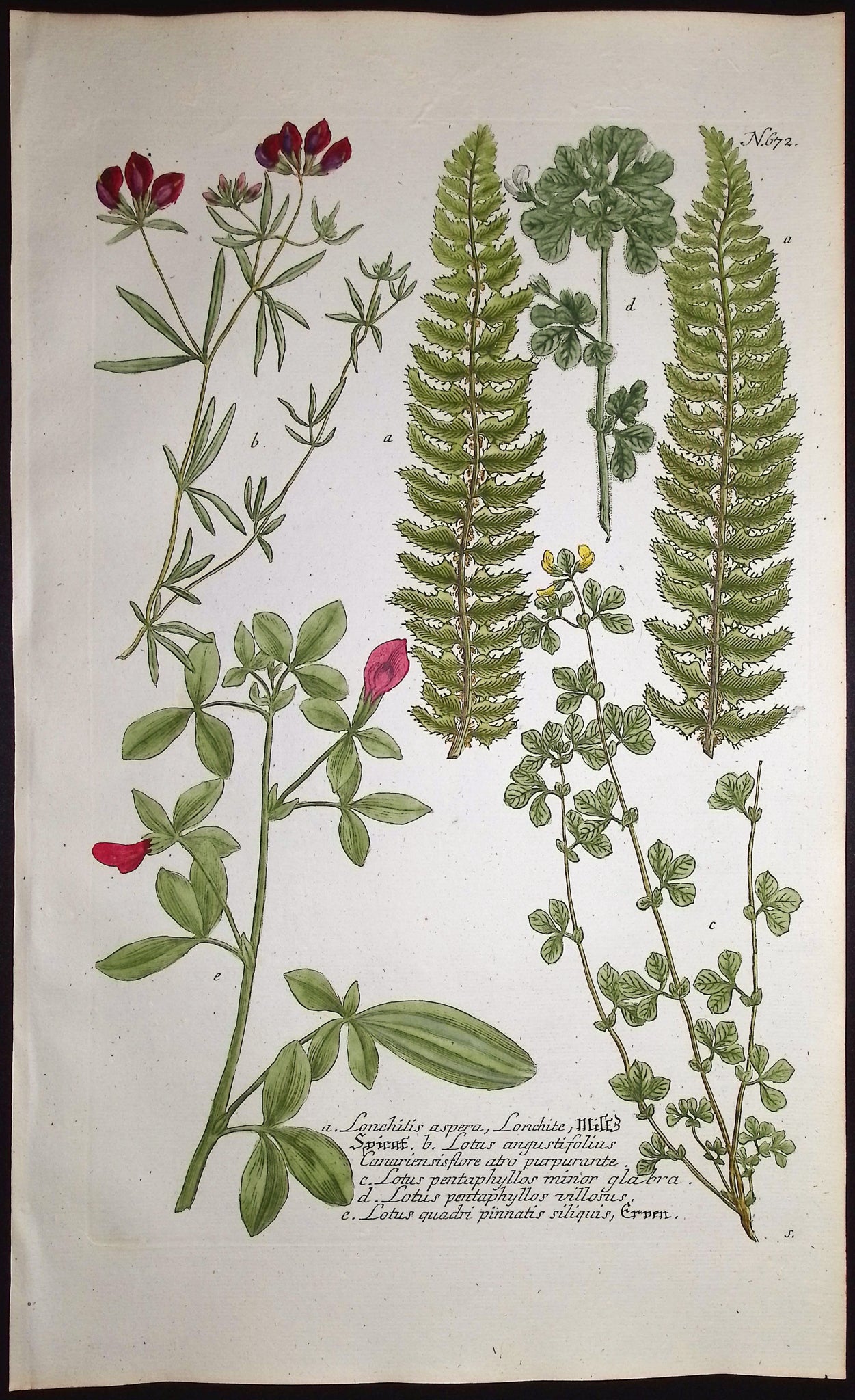 Lonchitis, Lotus