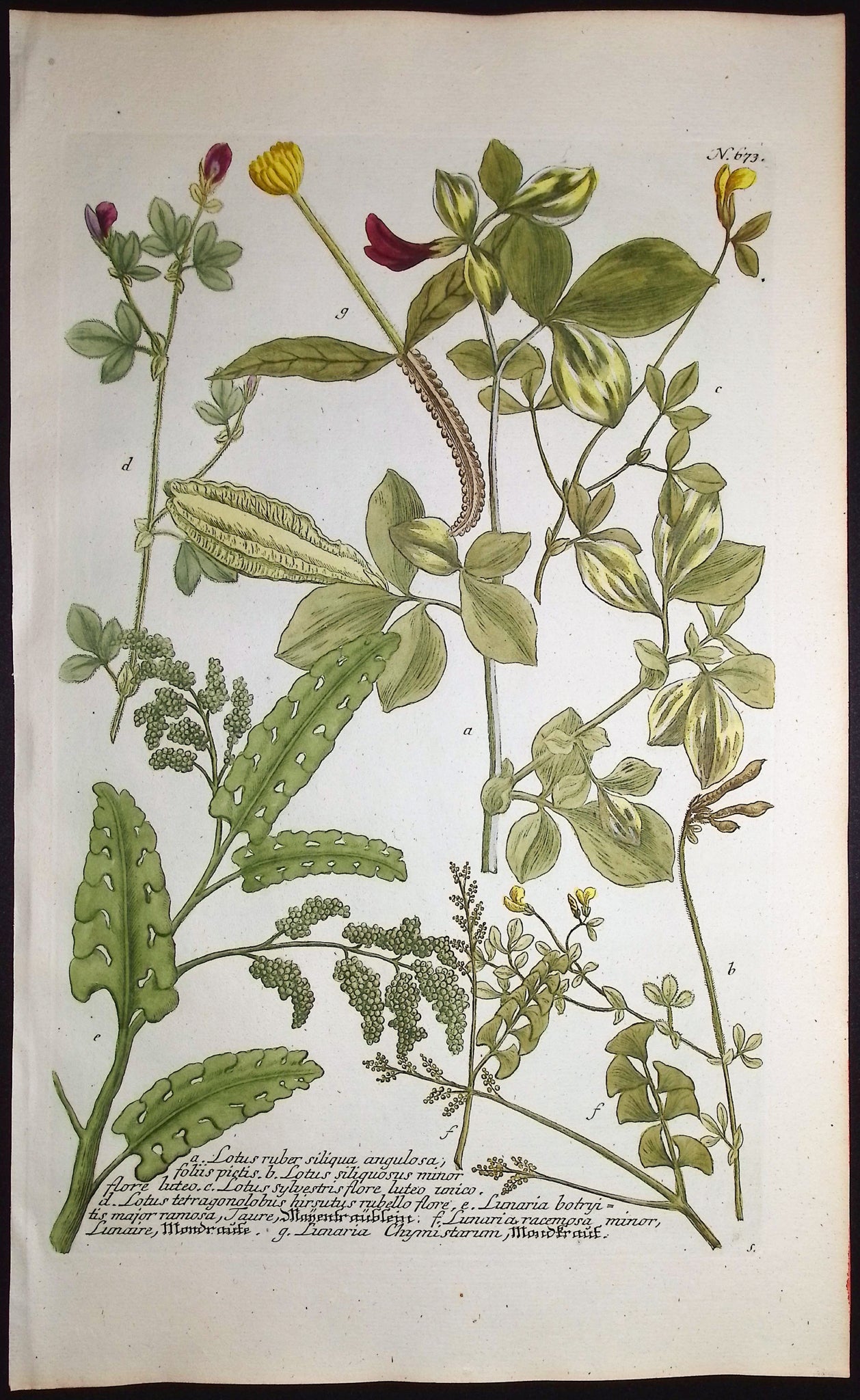 Lotus, Linaria