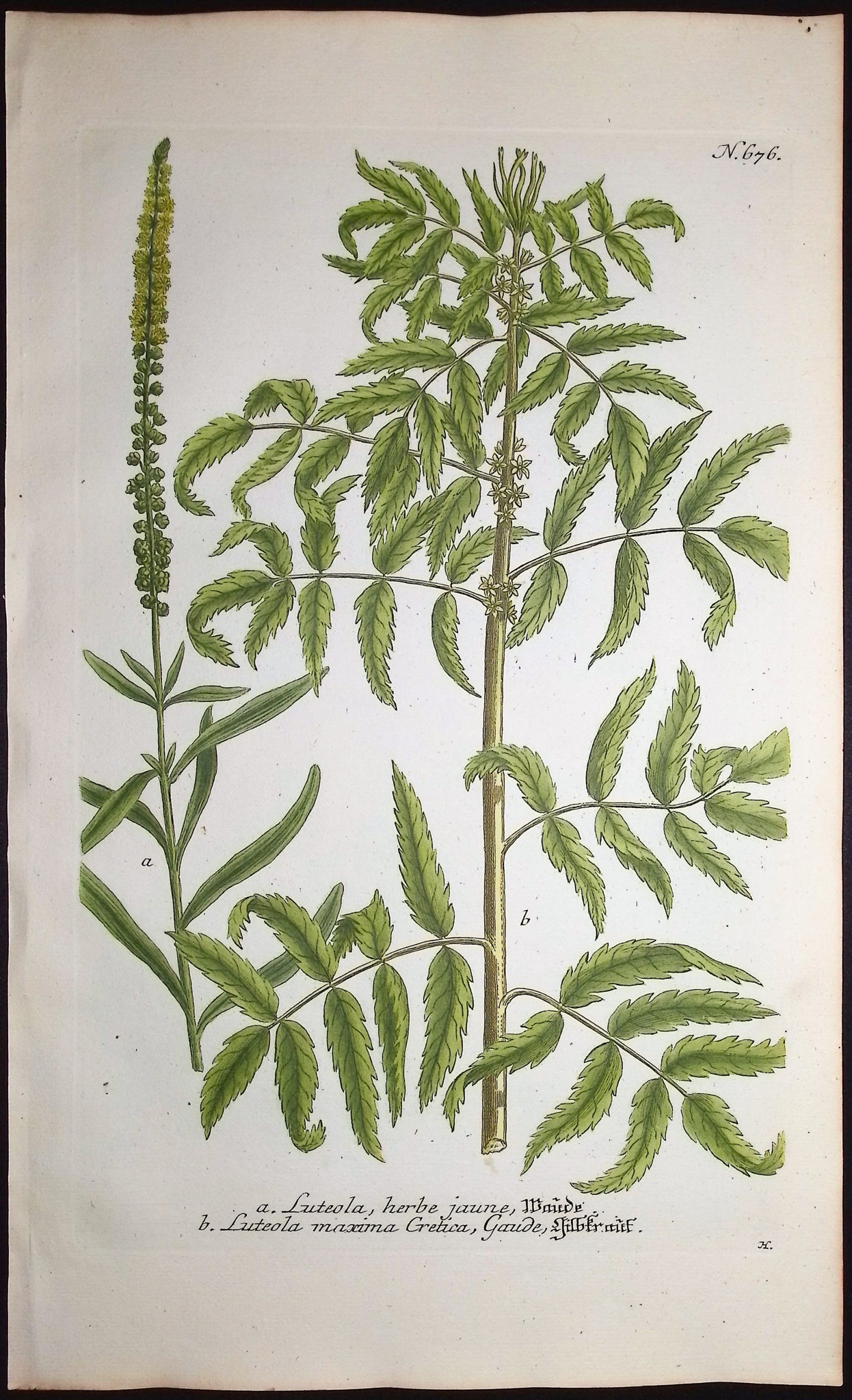 Luteola