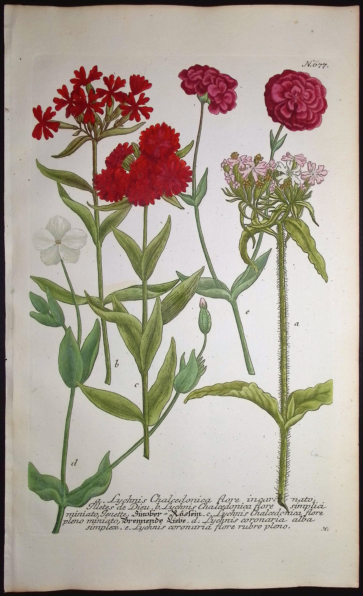 Lychnis