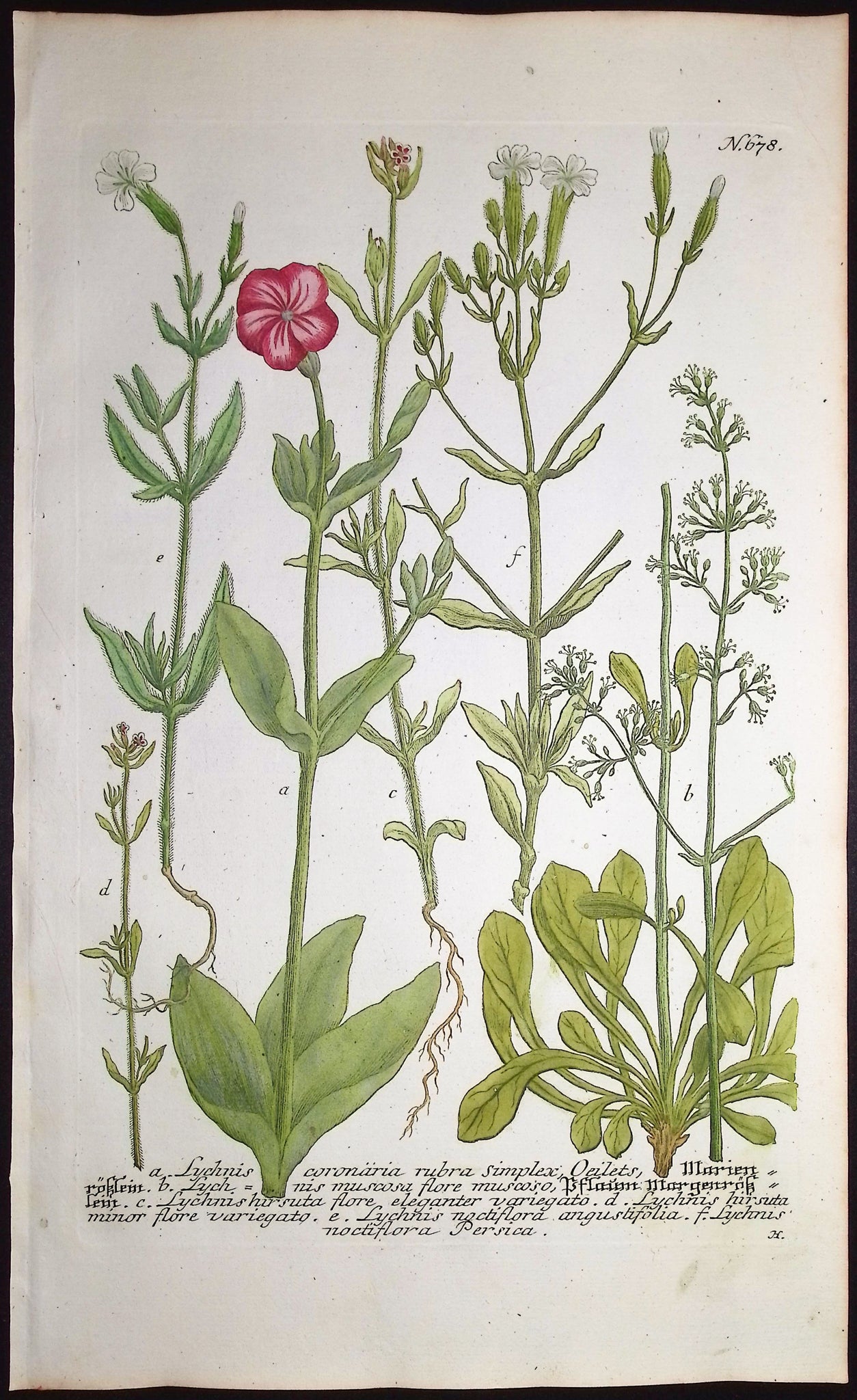 Lychnis