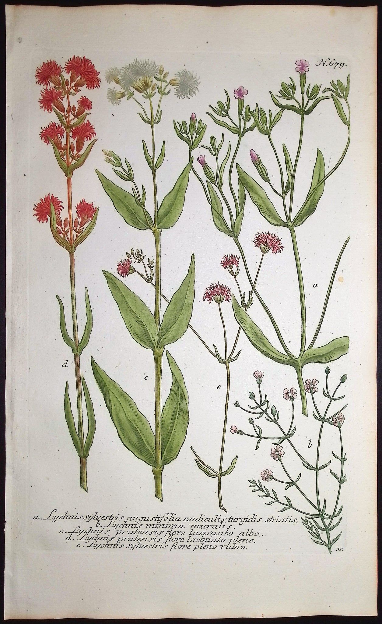 Lychnis