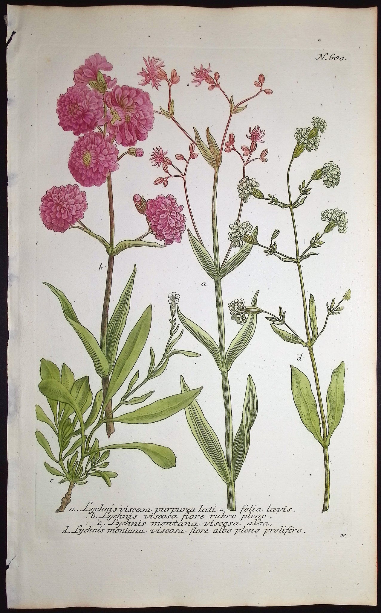 Lychnis