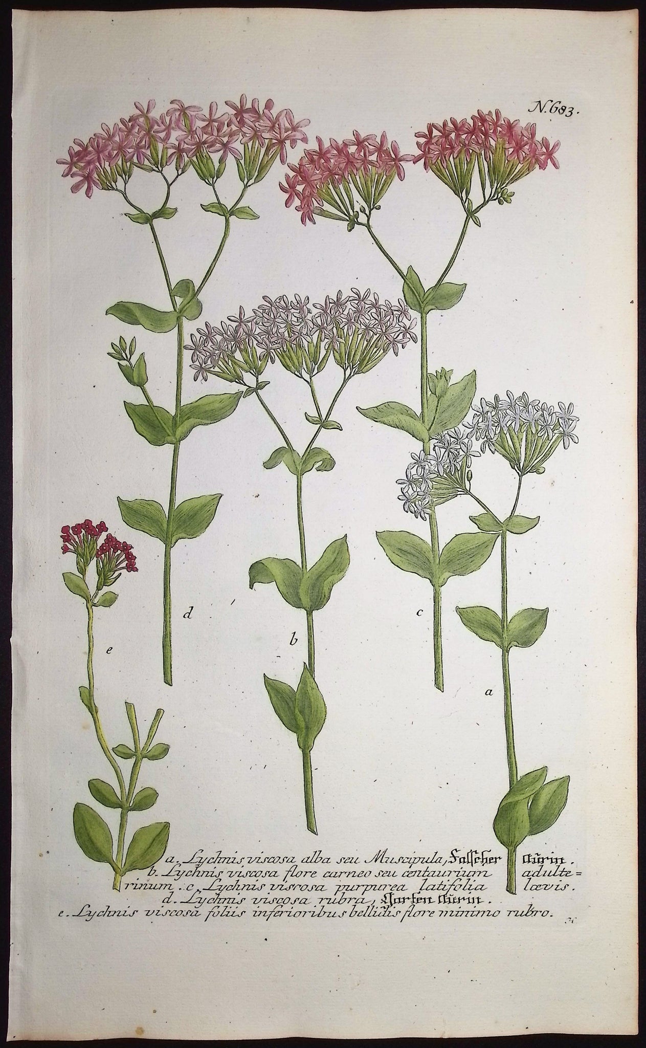 Lychnis