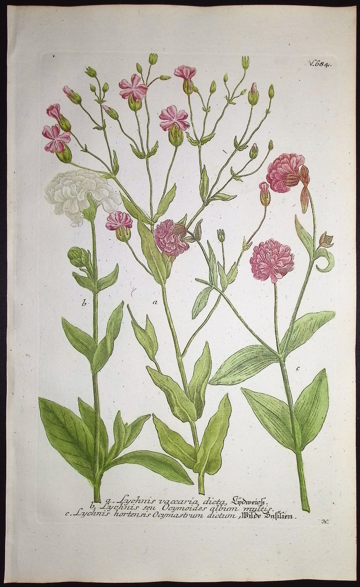 Lychnis