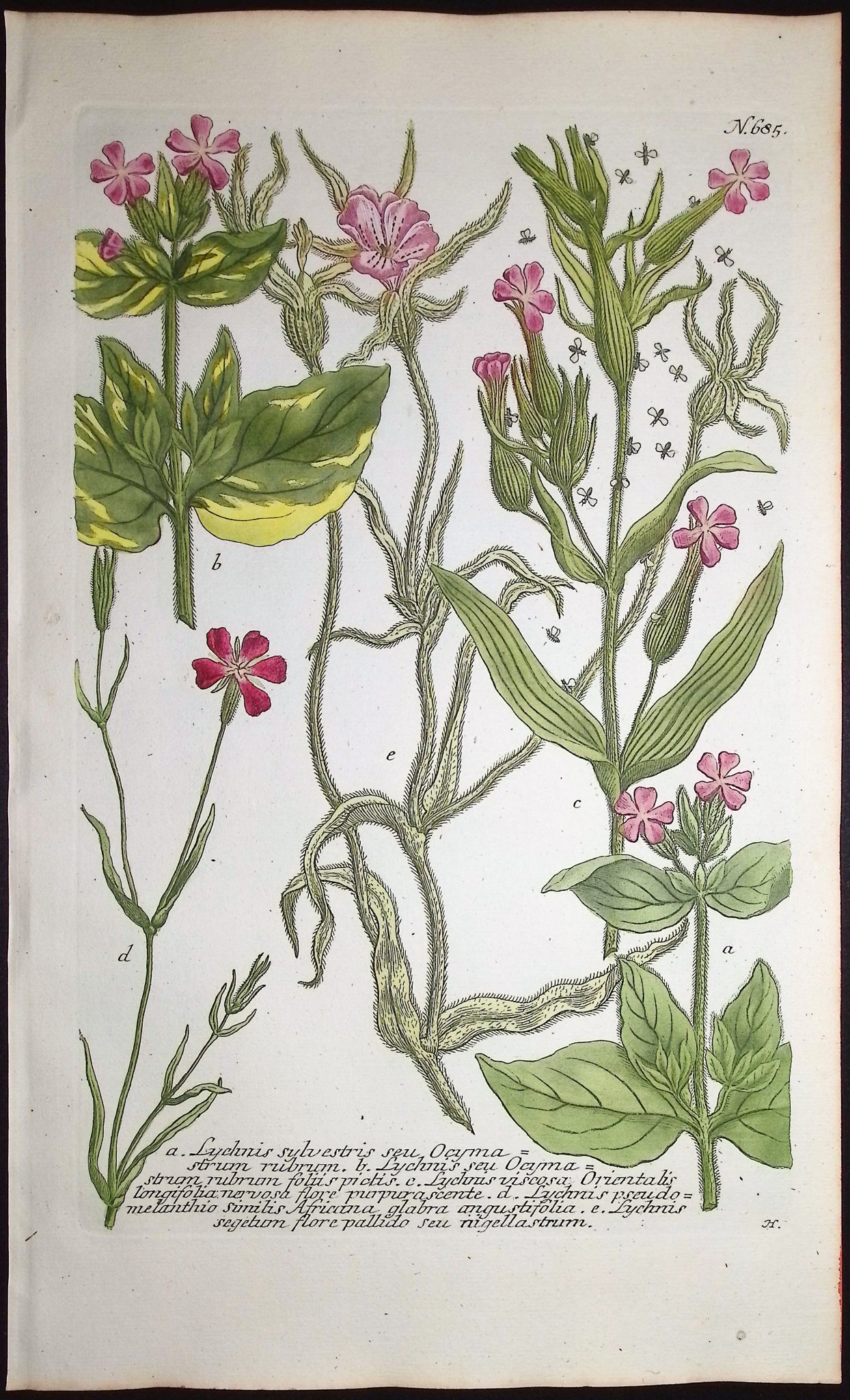 Lychnis