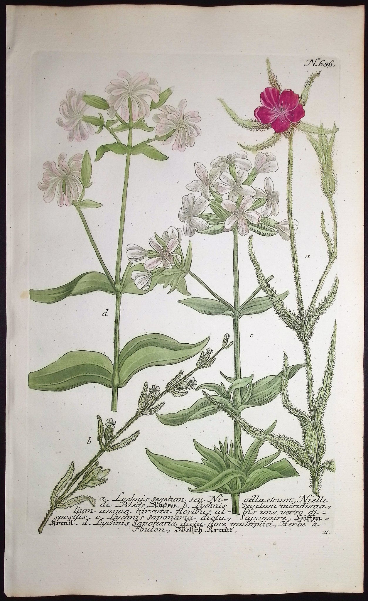 Lychnis