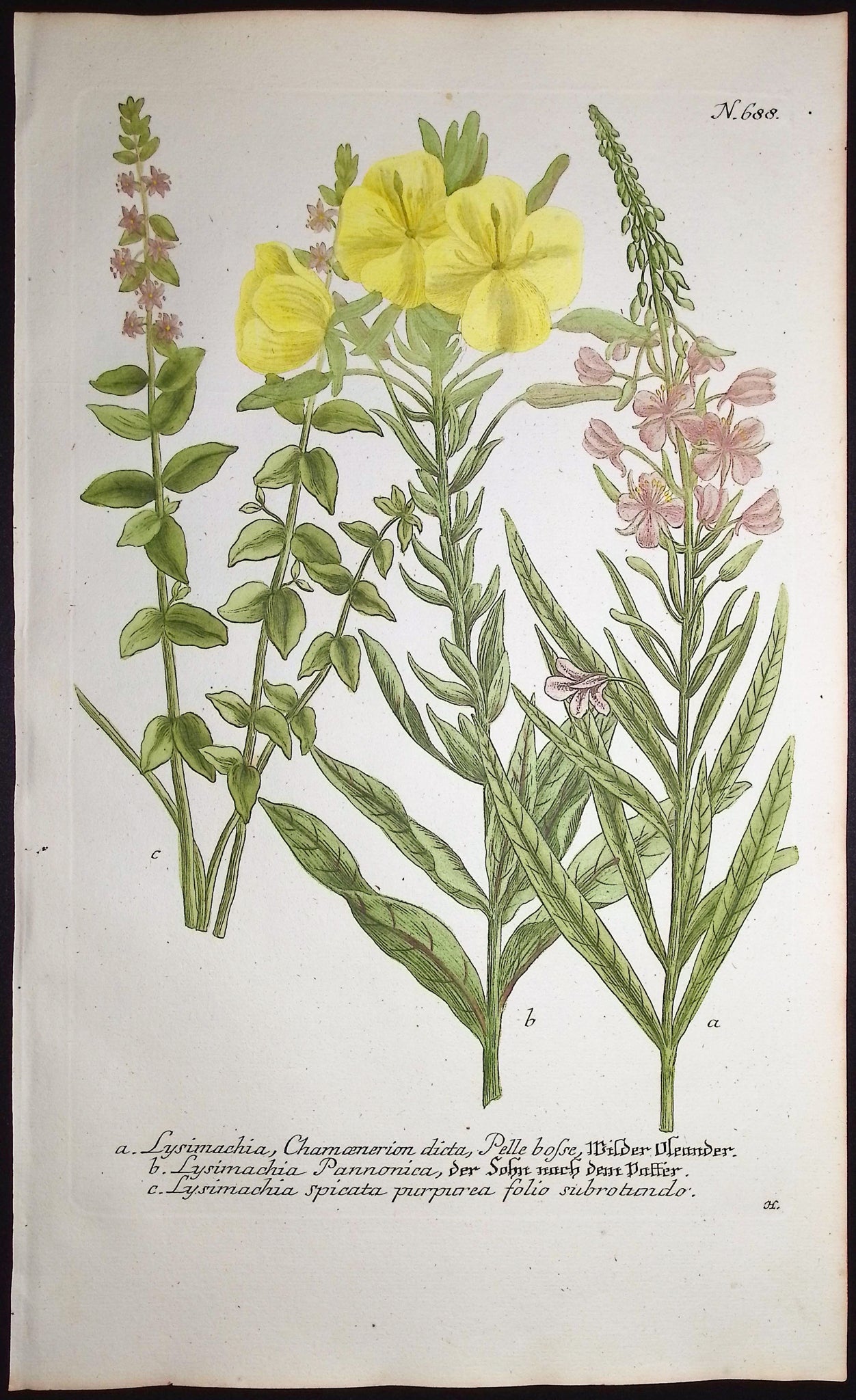 Lysimachia