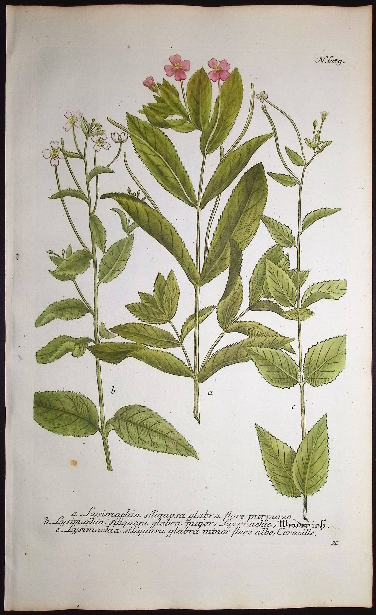 Lysimachia