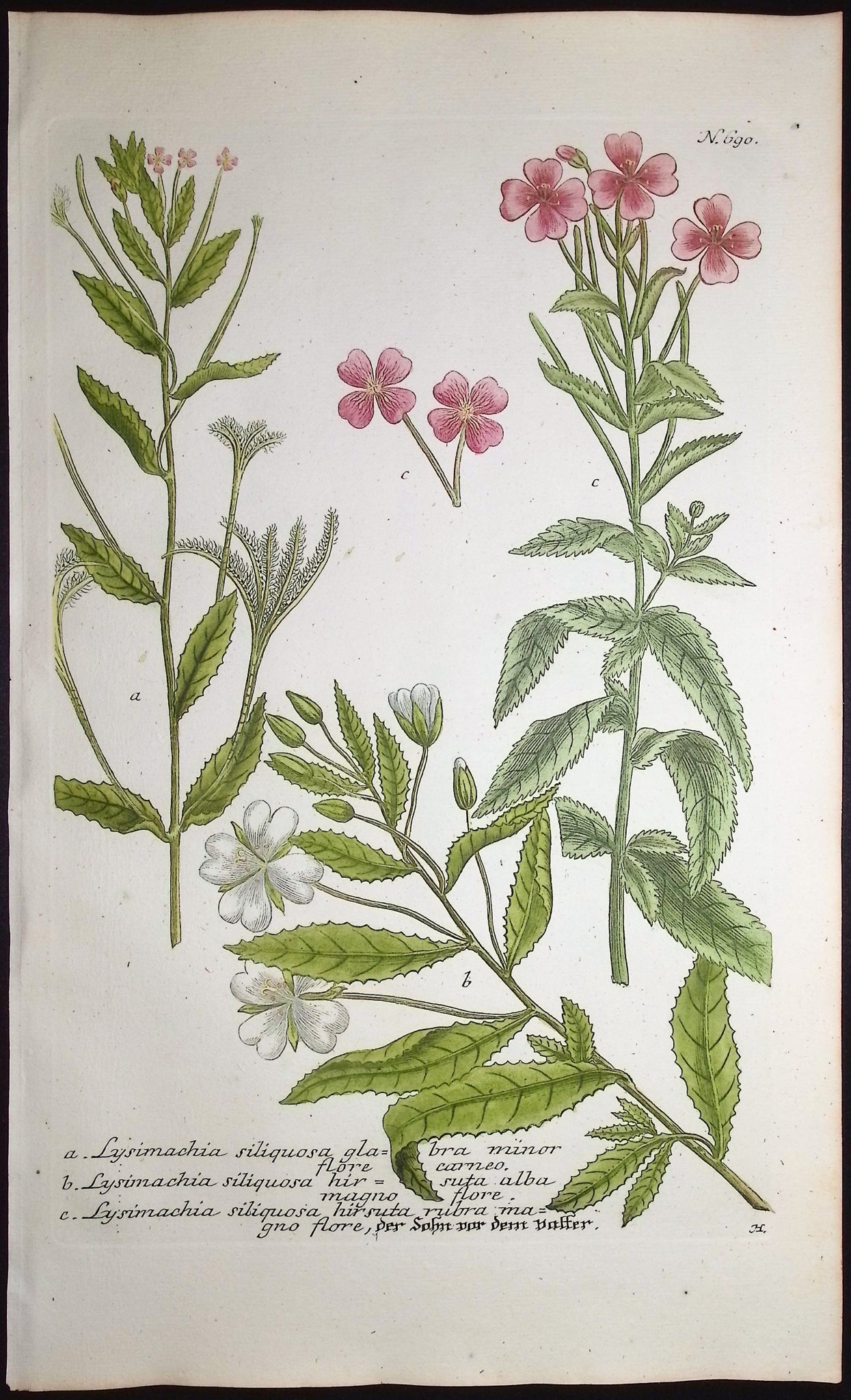 Lysimachia