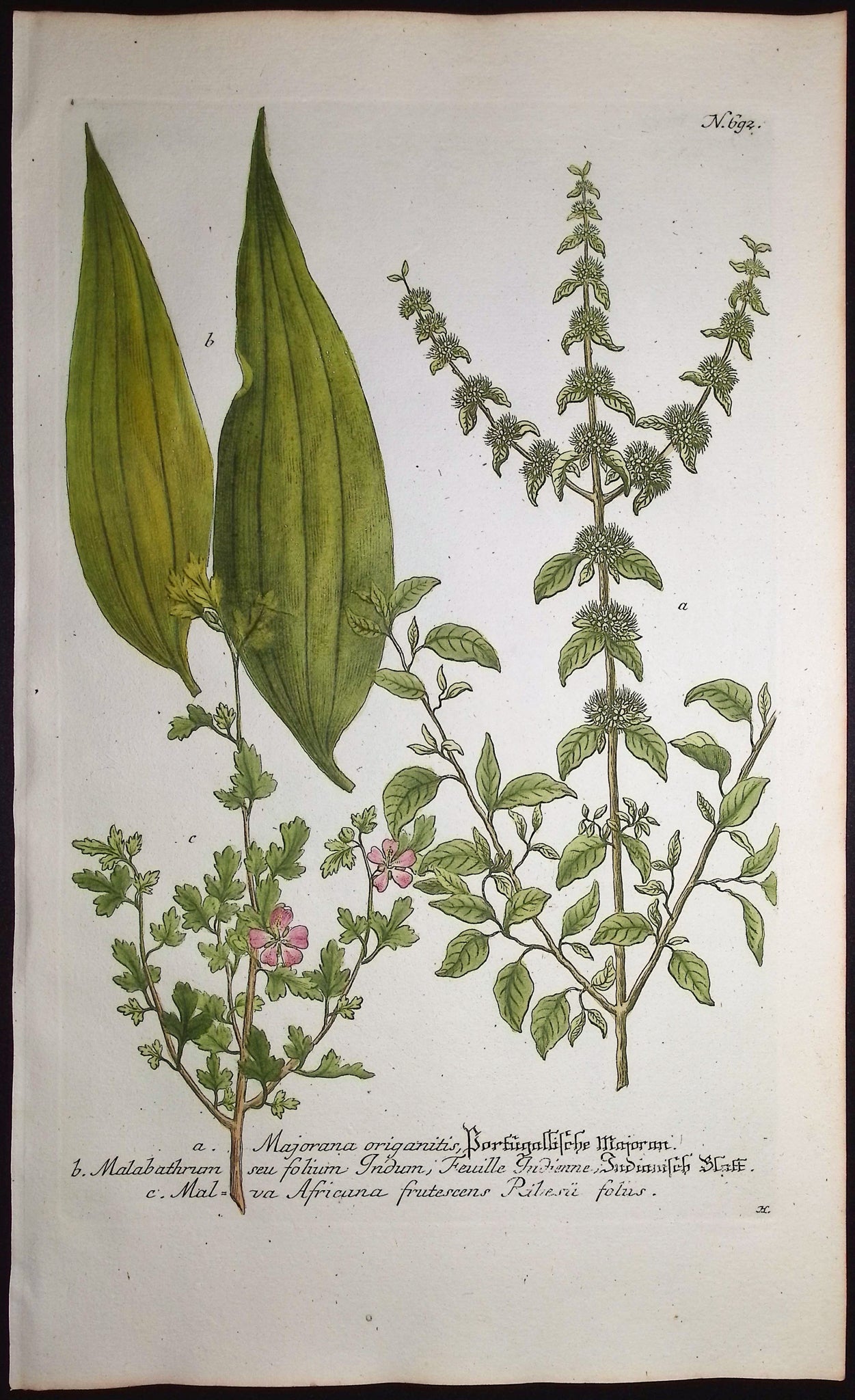 Majorana, Malabathrum, Malva