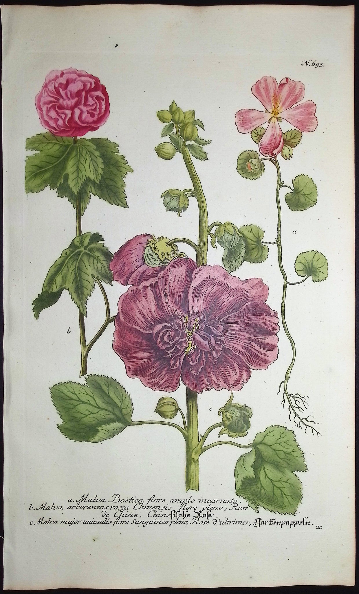 Mallow