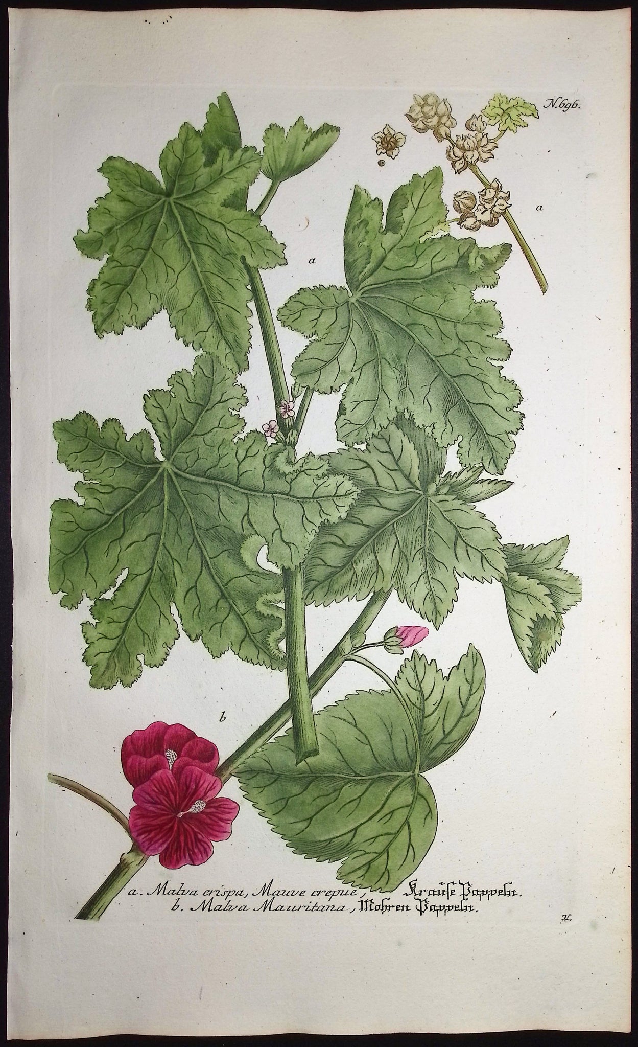 Mallow