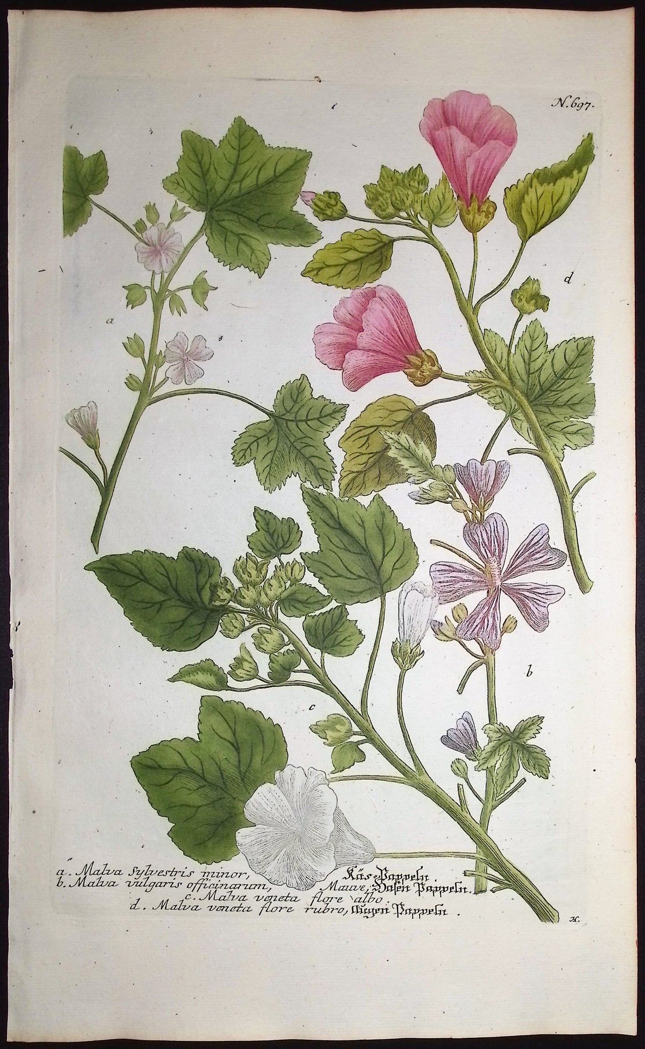 Mallow