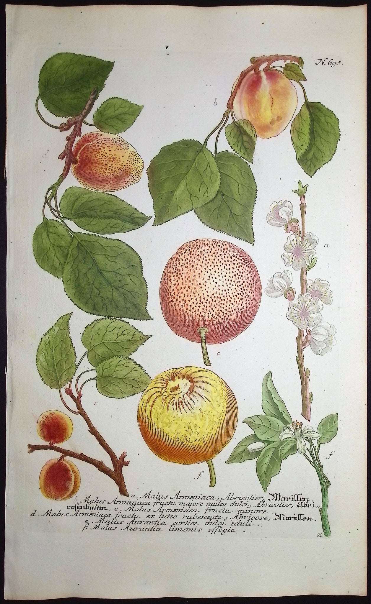 Crabapple (Apple)