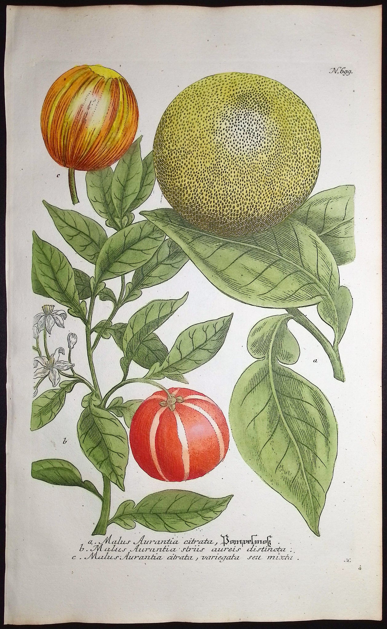 Crabapple (Apple)