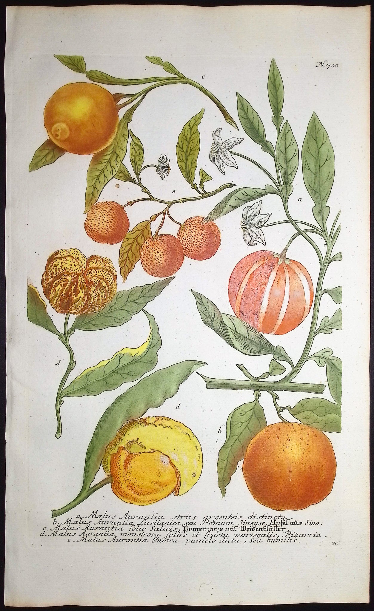 Crabapple (Apple)