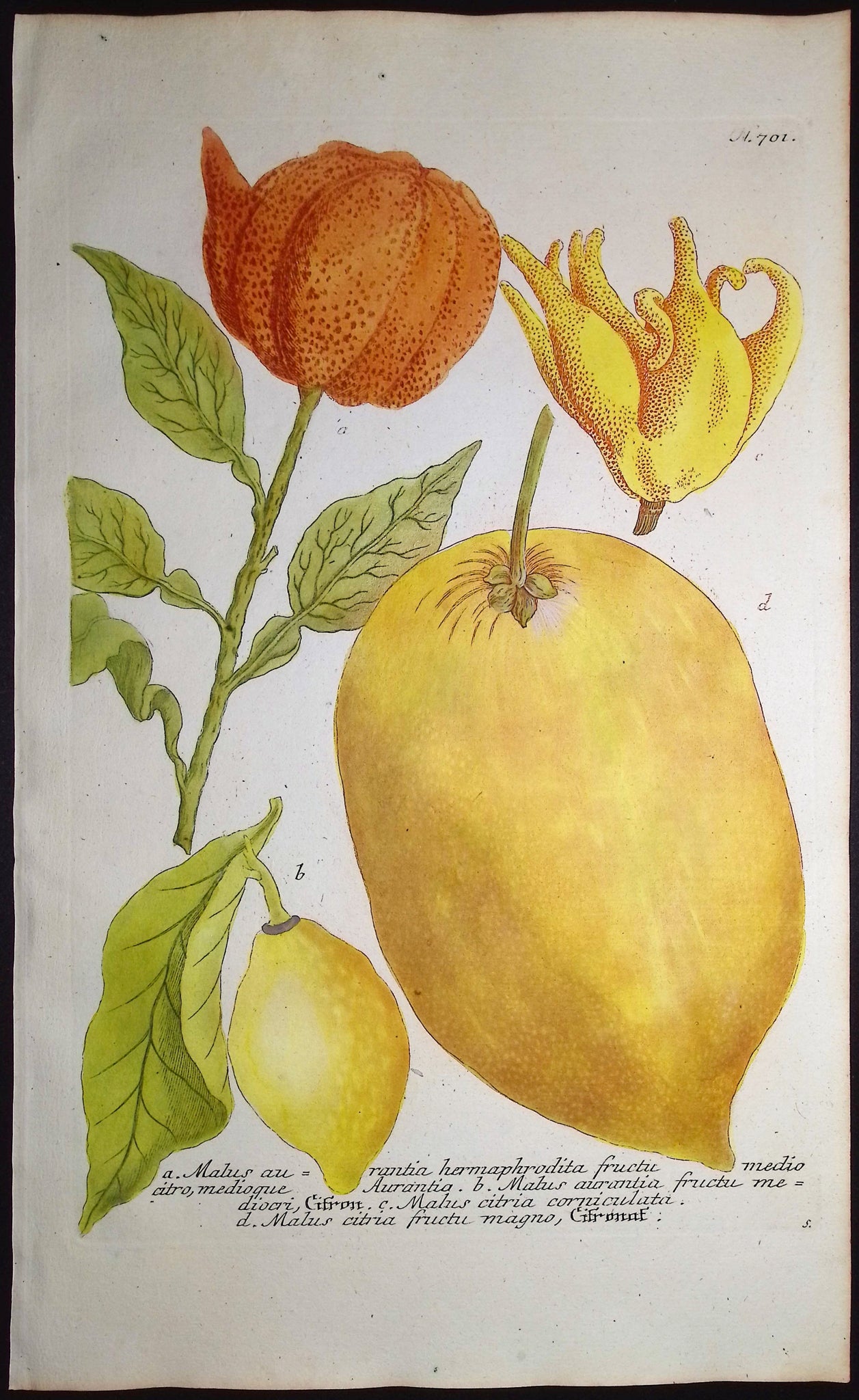 Citrus plants