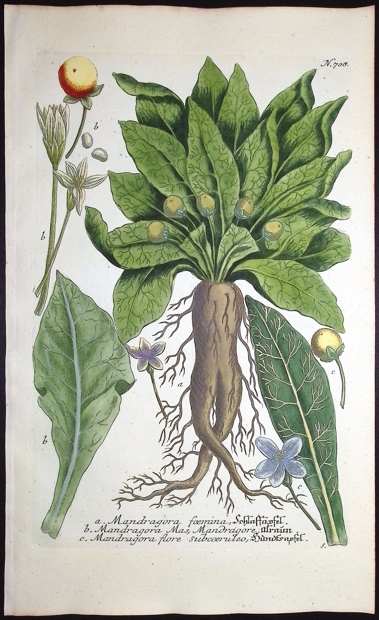 Mandrake