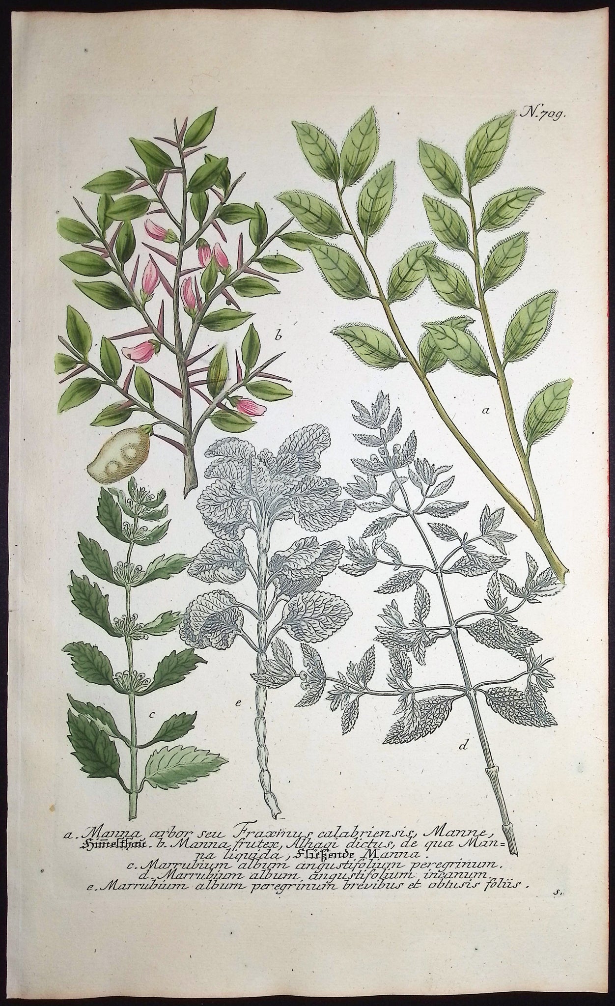 Manna, Marrubium