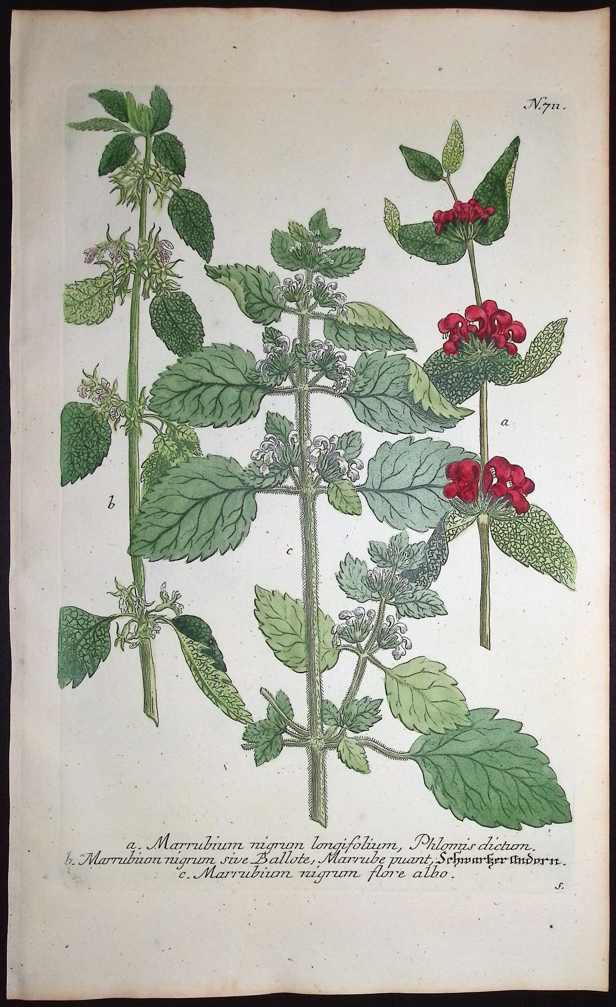 Marrubium
