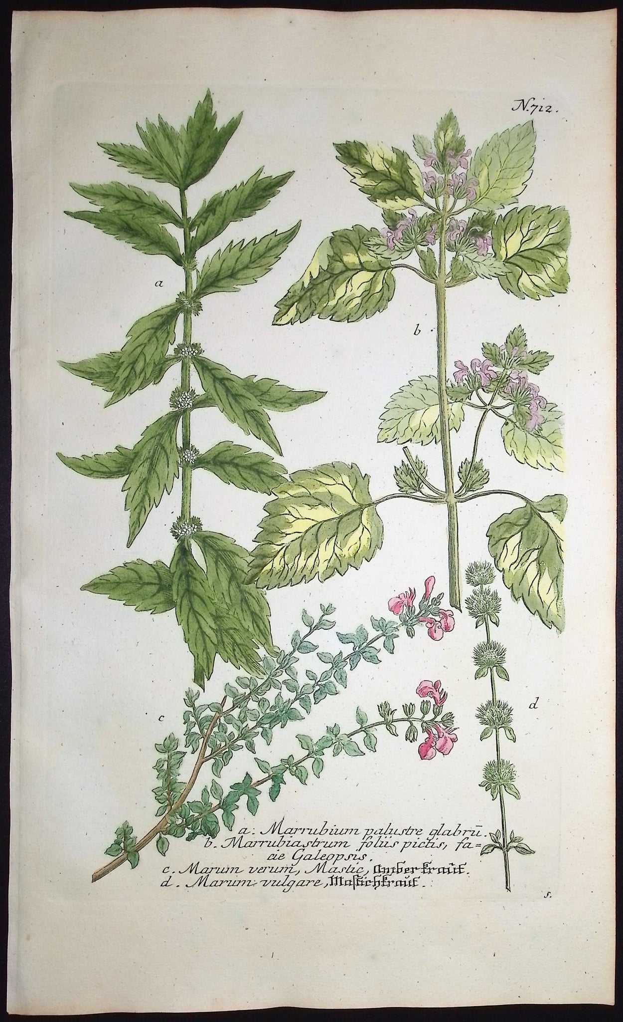 Marrubium, Marum