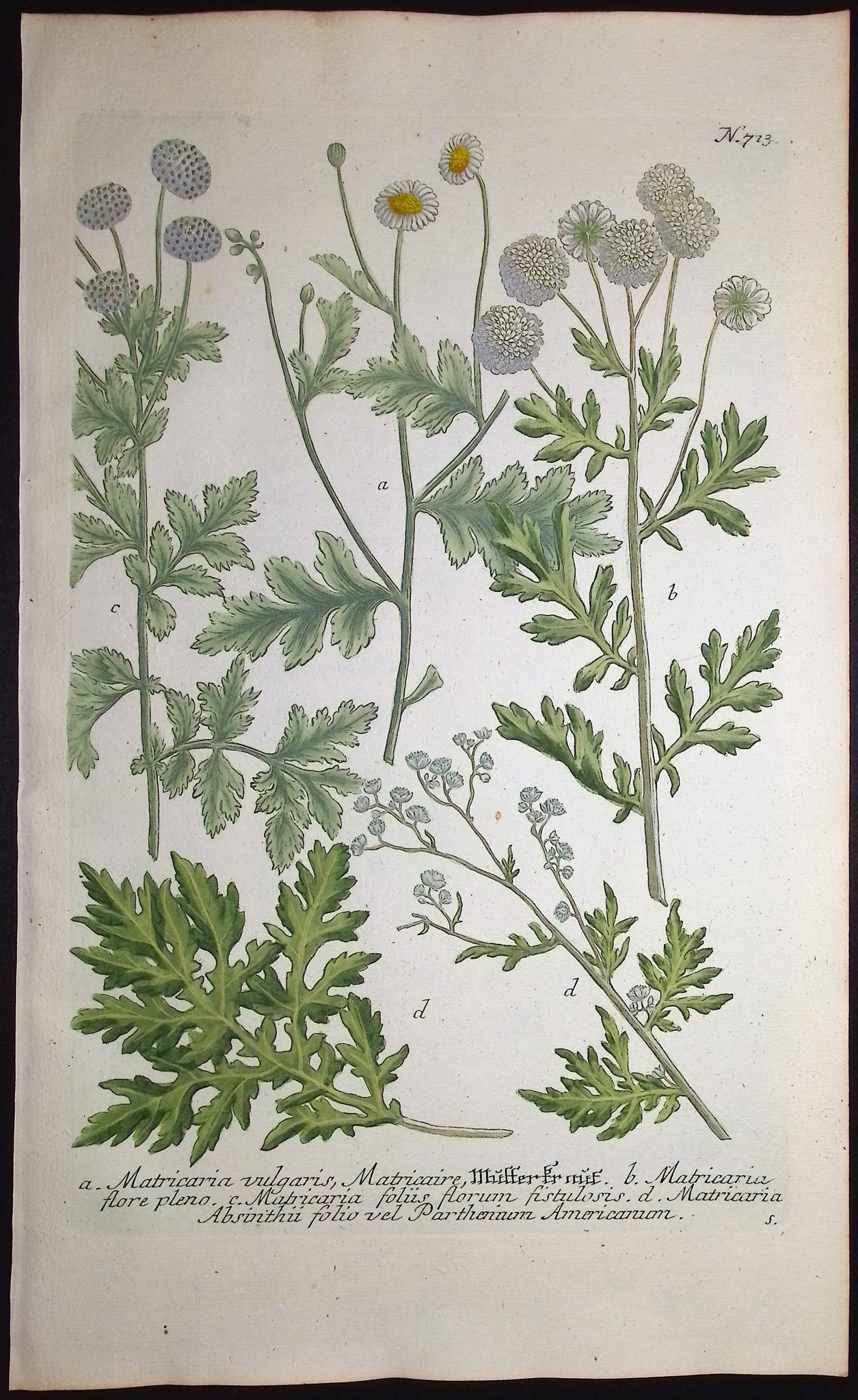 Matricaria