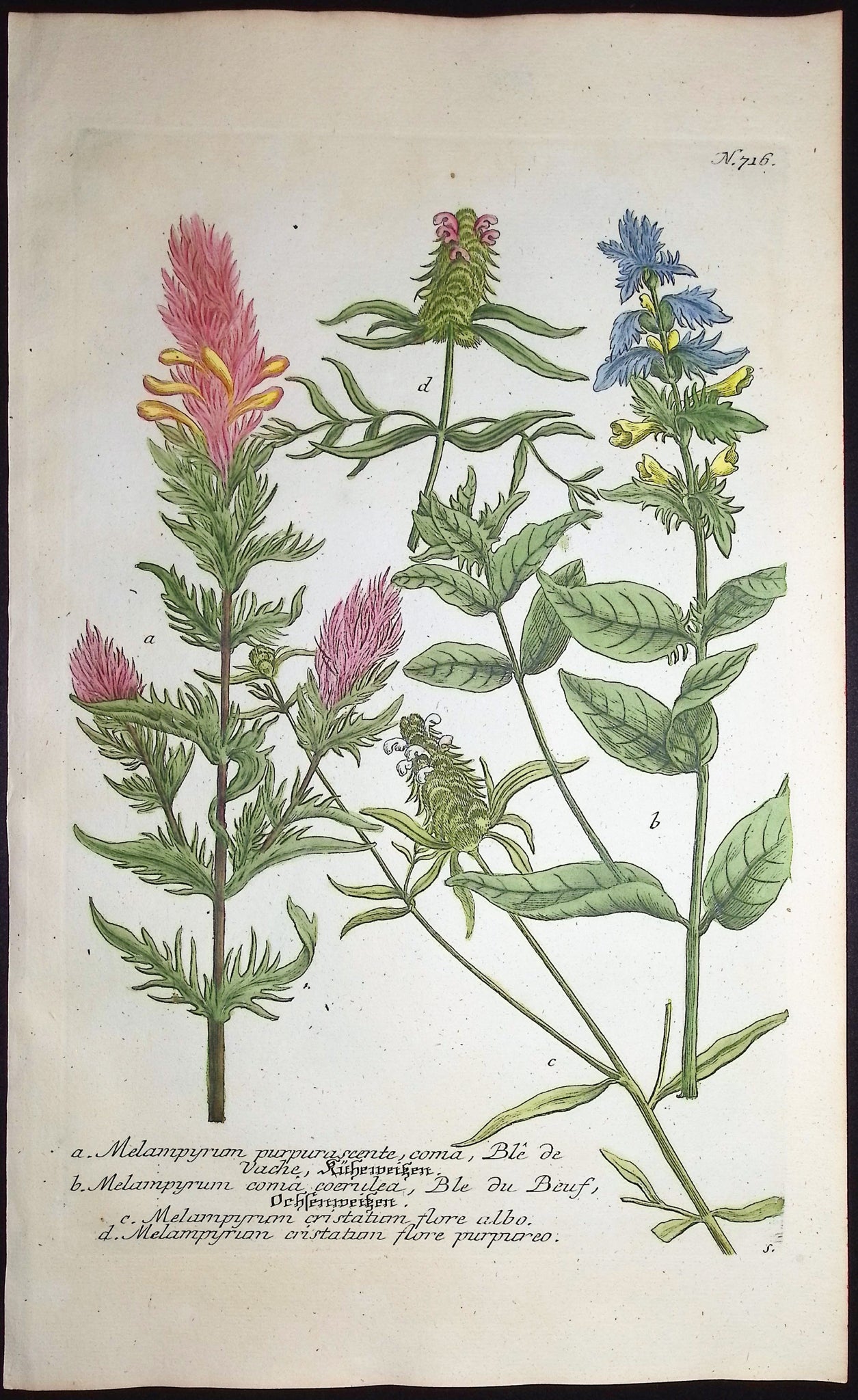 Melampyrum